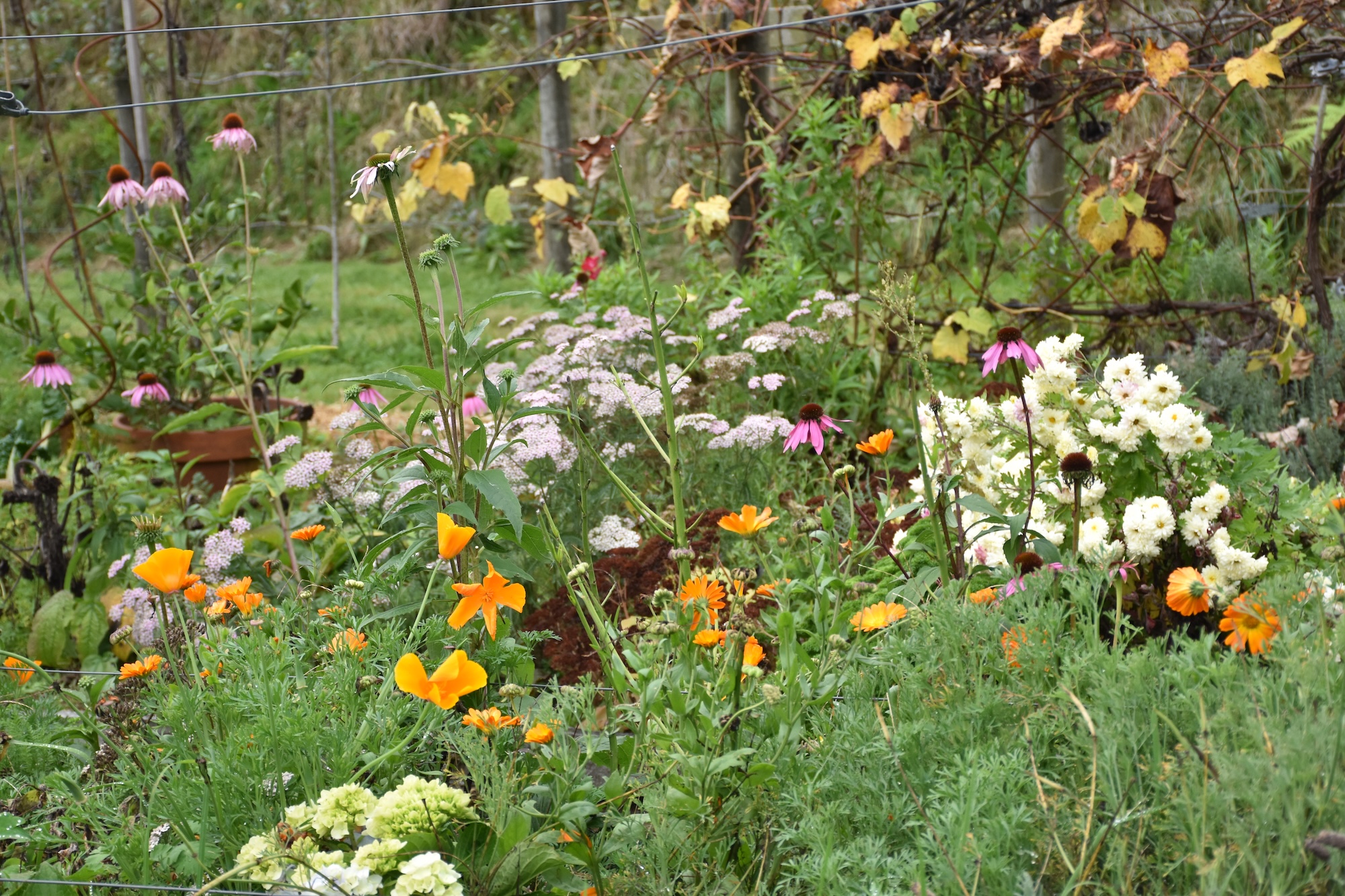 Secret Gardens NZ - Fantail and Flax Secret Gardens NZ - Fantail and Flax