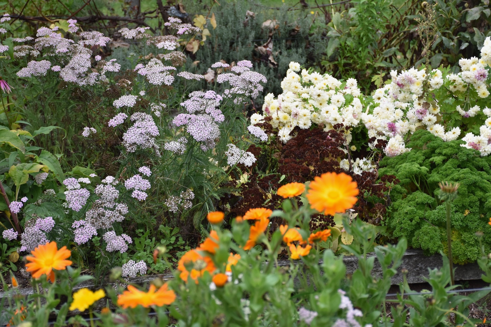 Secret Gardens NZ - Fantail and Flax Secret Gardens NZ - Fantail and Flax