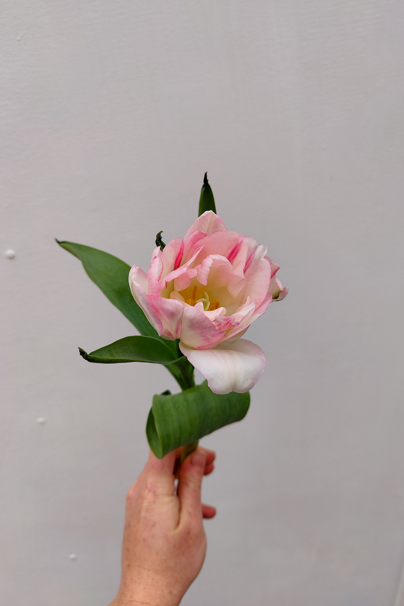 Autumn Gardening Series/Spring bulbs - Foxtrot Tulip Foxtrot tulip