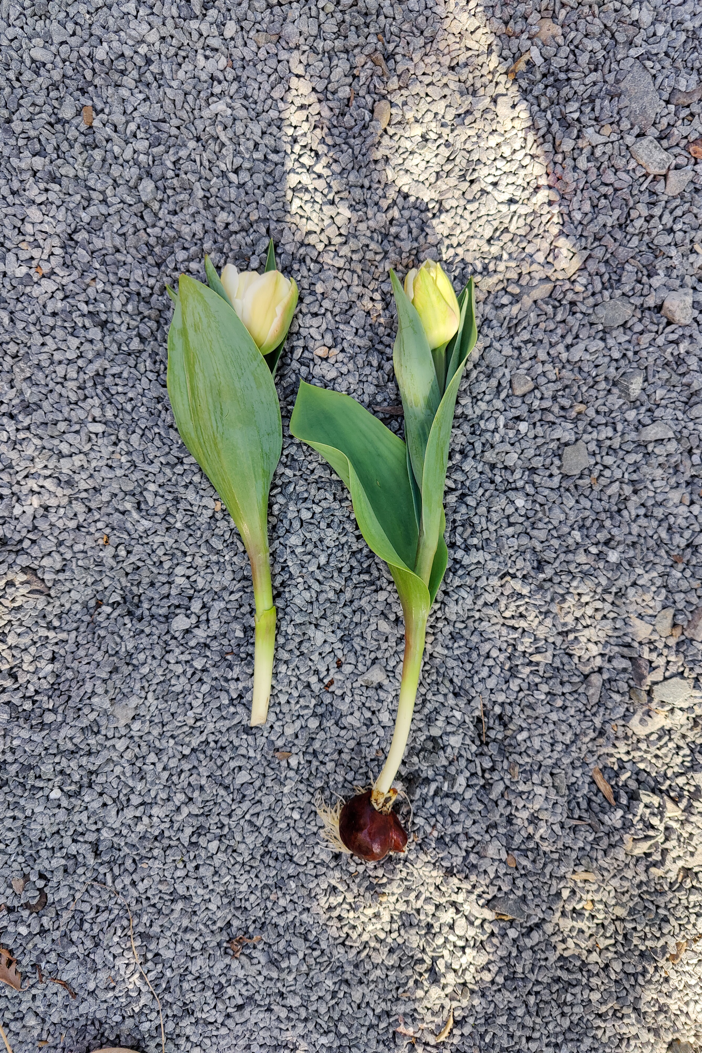 Autumn Gardening Series/Spring bulbs - Harvesting Tulips for Cut Flowers Harvesting tulips for cut flowers