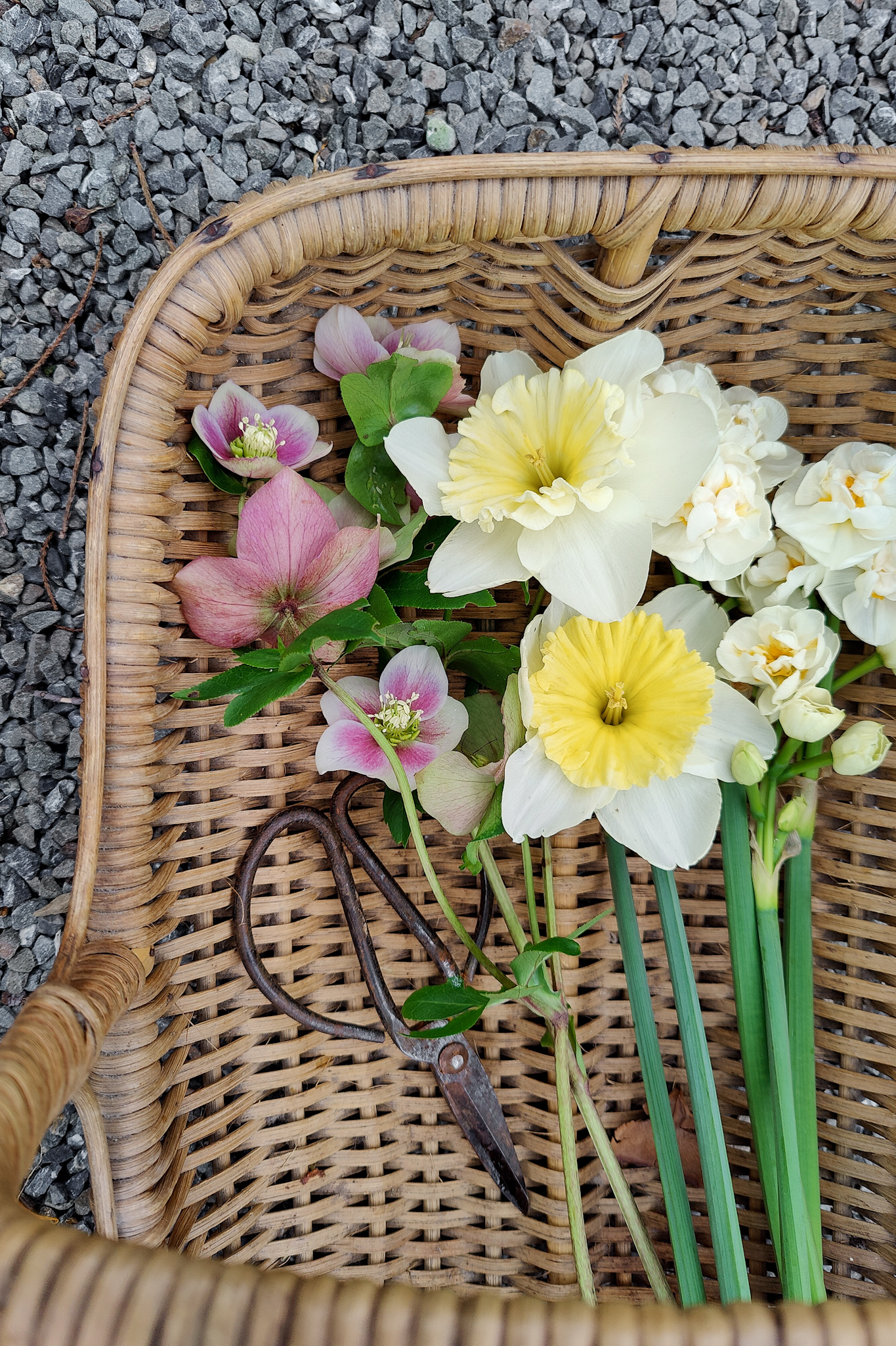 Autumn Gardening Series/Spring bulbs - Ice Follies and Bridal Crown Daffodils Ice Follies and Bridal Crown Daffodils