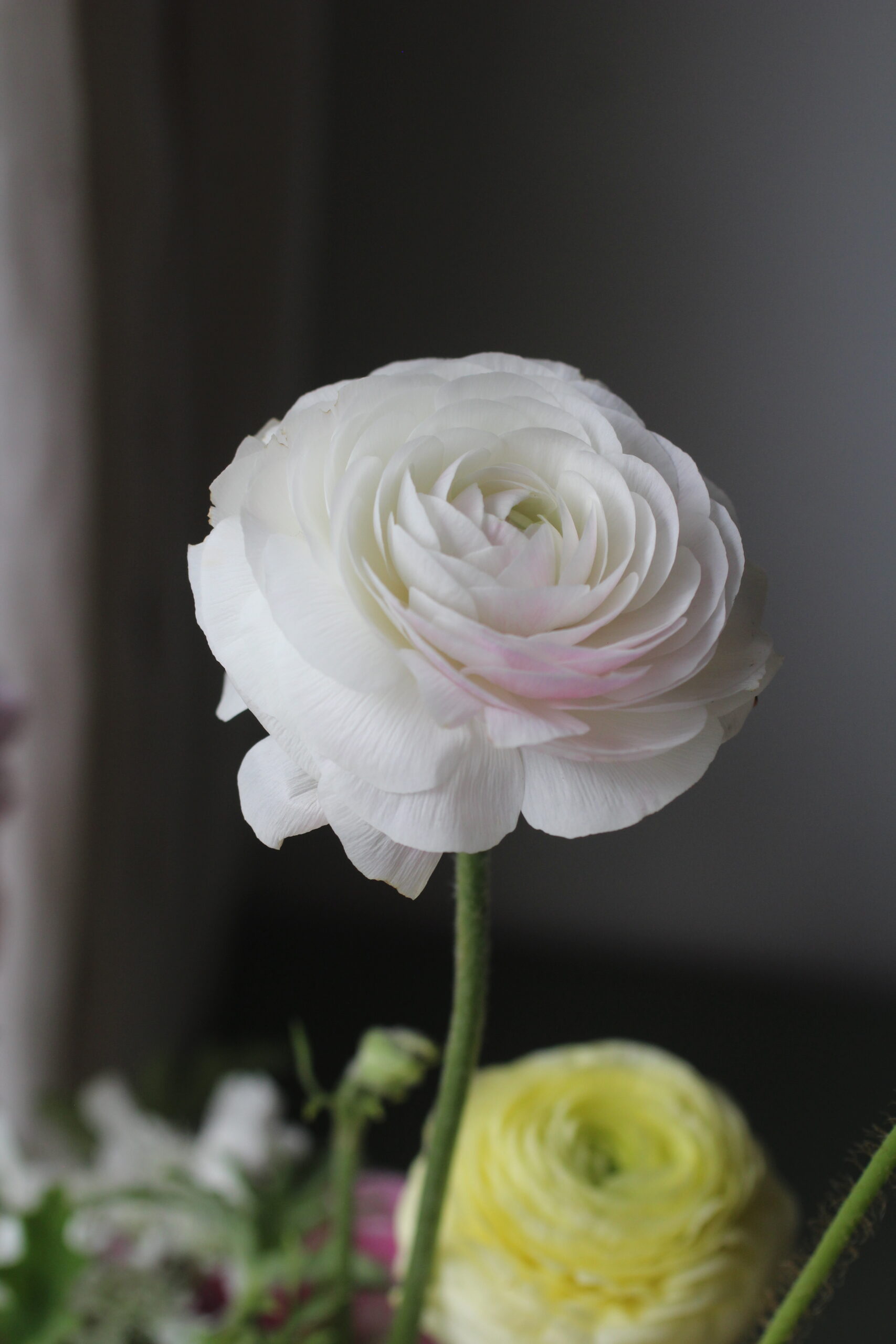 Autumn Gardening Series/Spring bulbs - Italian Ranunculus Italian ranunculus