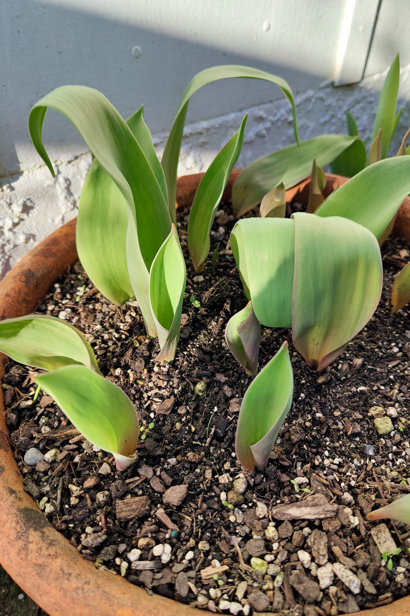 Autumn Gardening Series/Spring bulbs - Keep soil in pots consistently moist while bulbs are forming roots and shoots. Planting spring bulbs in pots