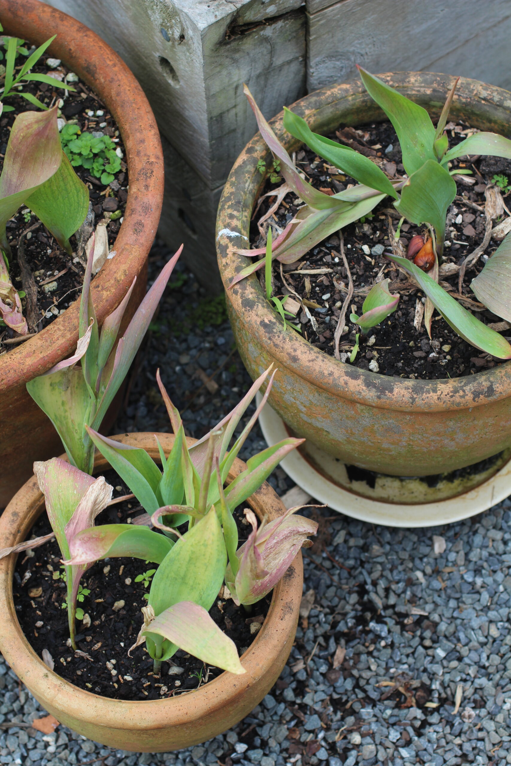 Autumn Gardening Series/Spring bulbs - Leave foliage of spring bulbs to die back naturally Spring bulb planting