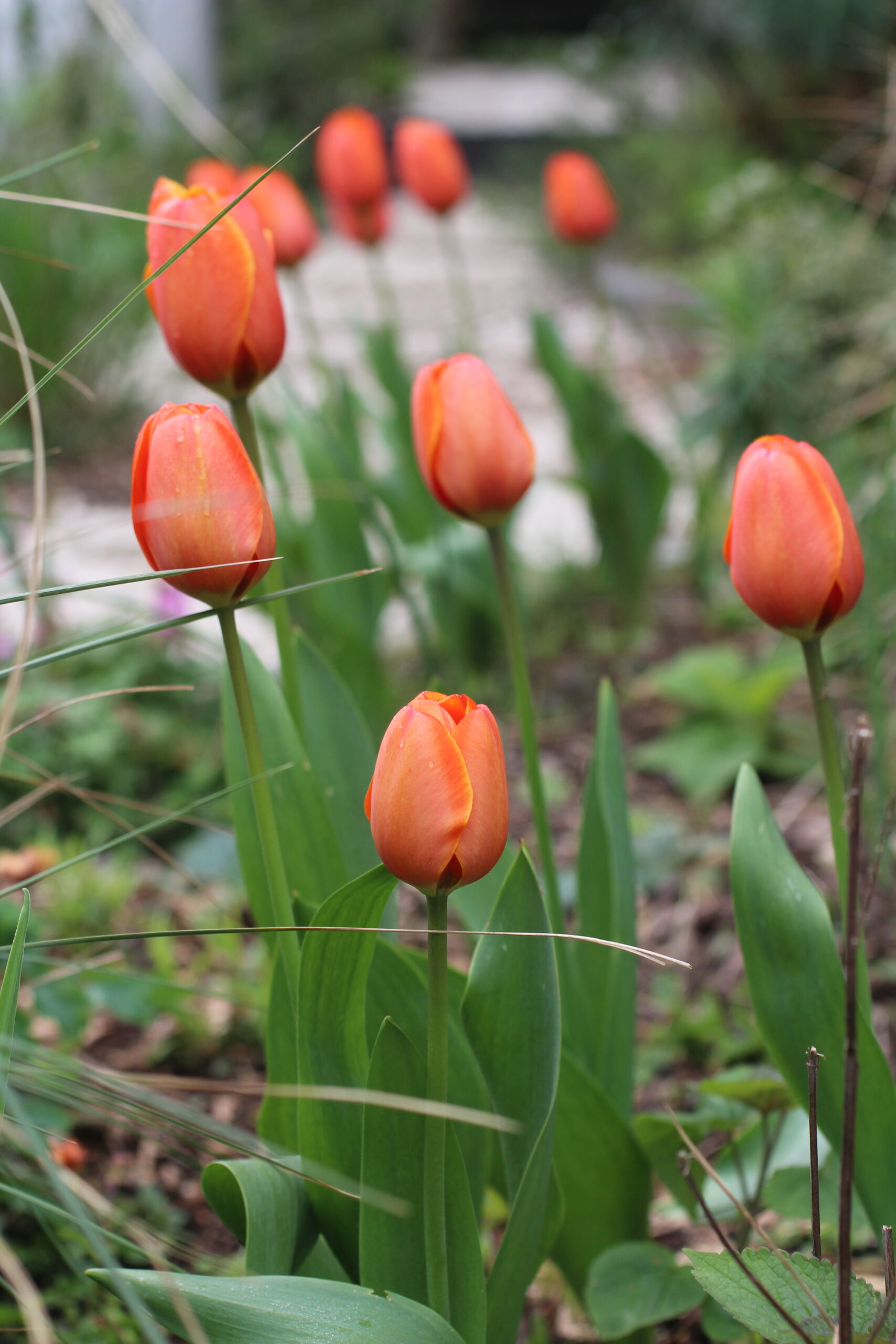Autumn Gardening Series/Spring bulbs - Naturalising Bulbs in Garden Naturalising Bulbs in Garden