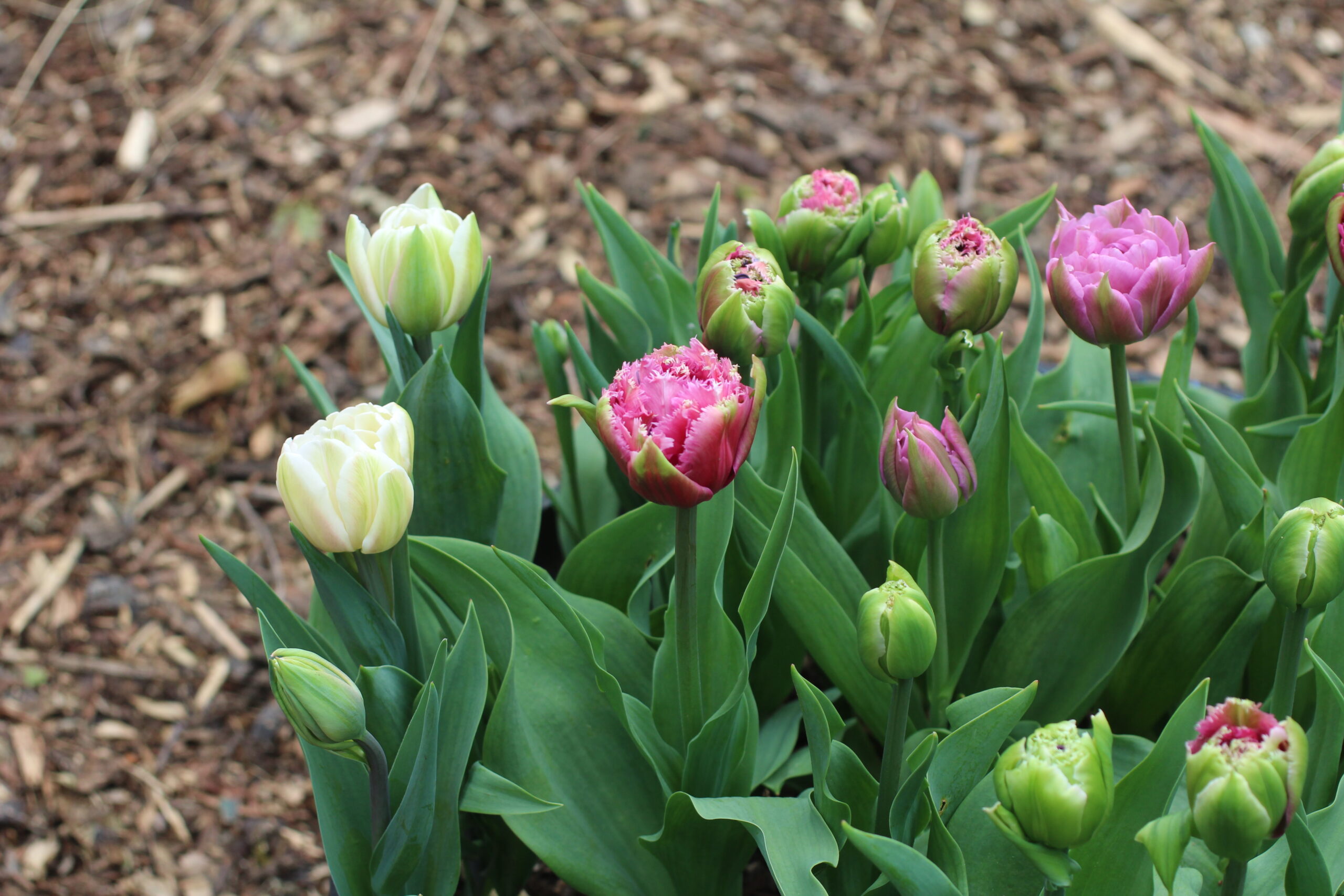 Fertilising spring bulbs