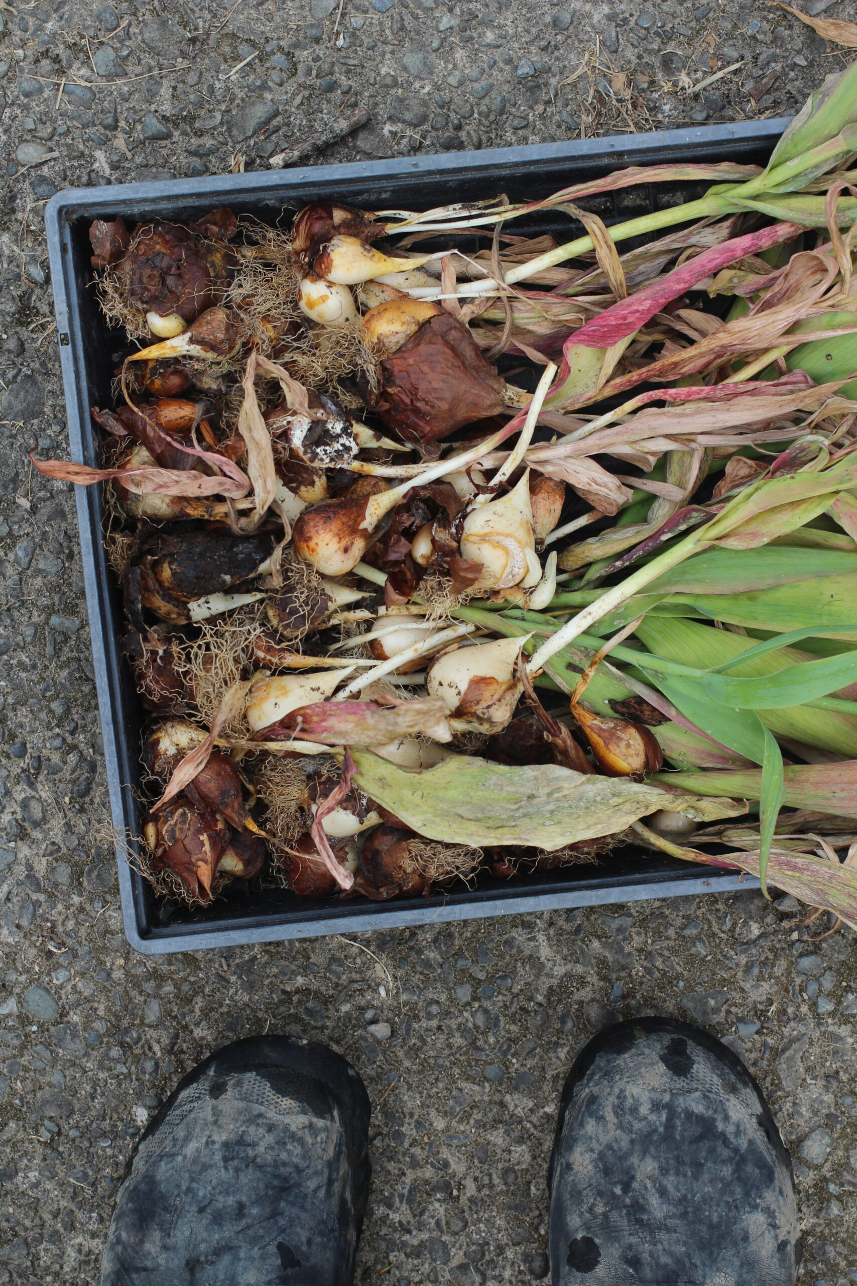 Autumn Gardening Series/Spring bulbs - Once foliage goes brown and dies back you can lift and store bulbs Lifting and storing spring bulbs