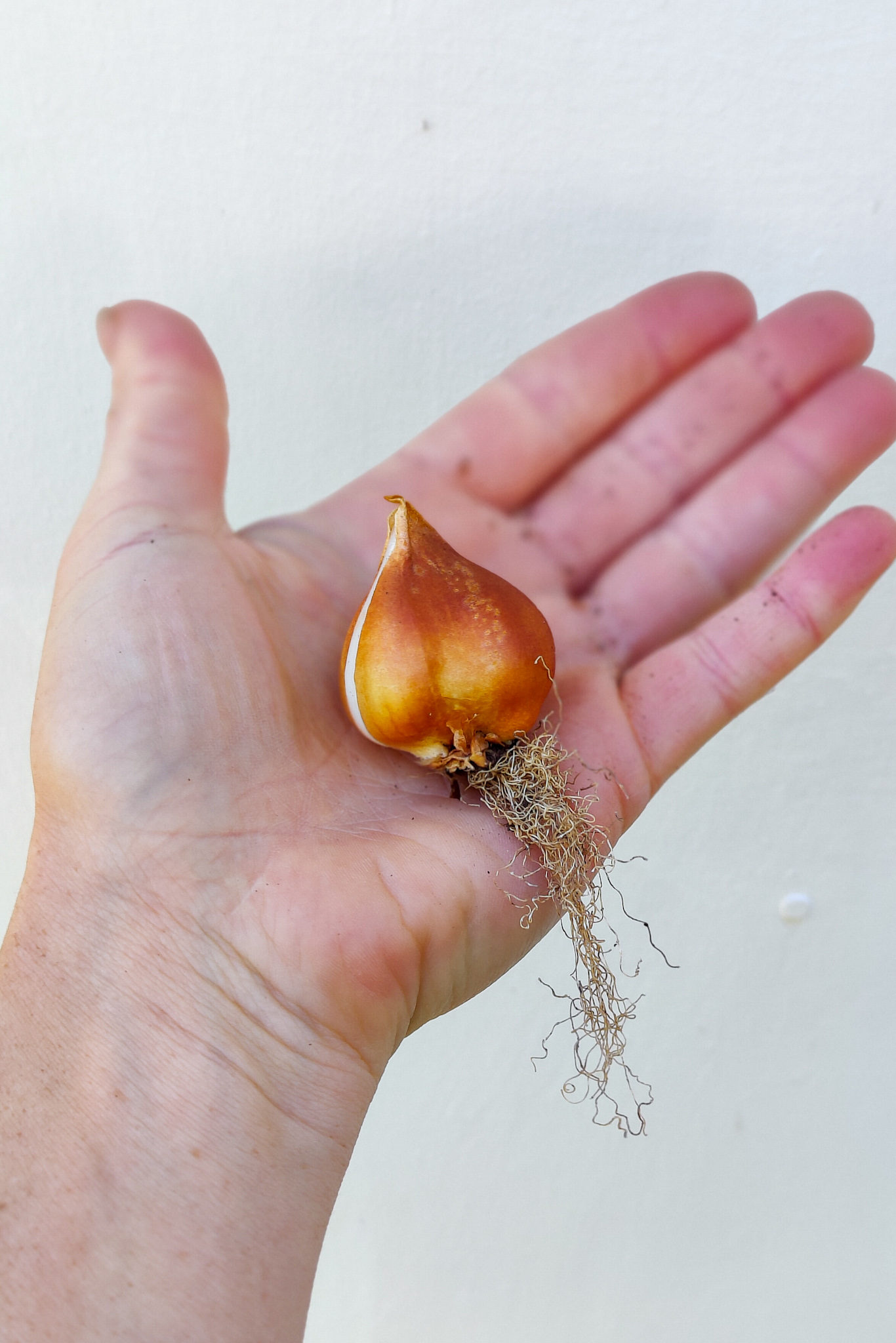 Autumn Gardening Series/Spring bulbs - Plant bulbs pointy side up Planting bulbs pointy side up