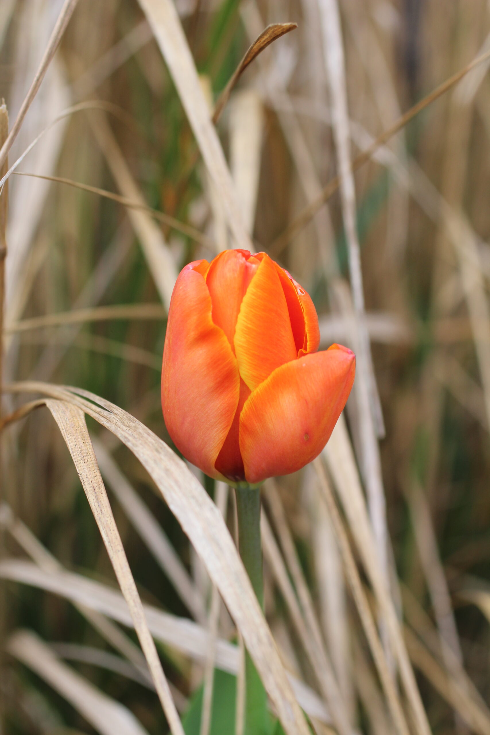 Autumn Gardening Series/Spring bulbs - Tulip 'Triple A' Tulip 'Triple A'