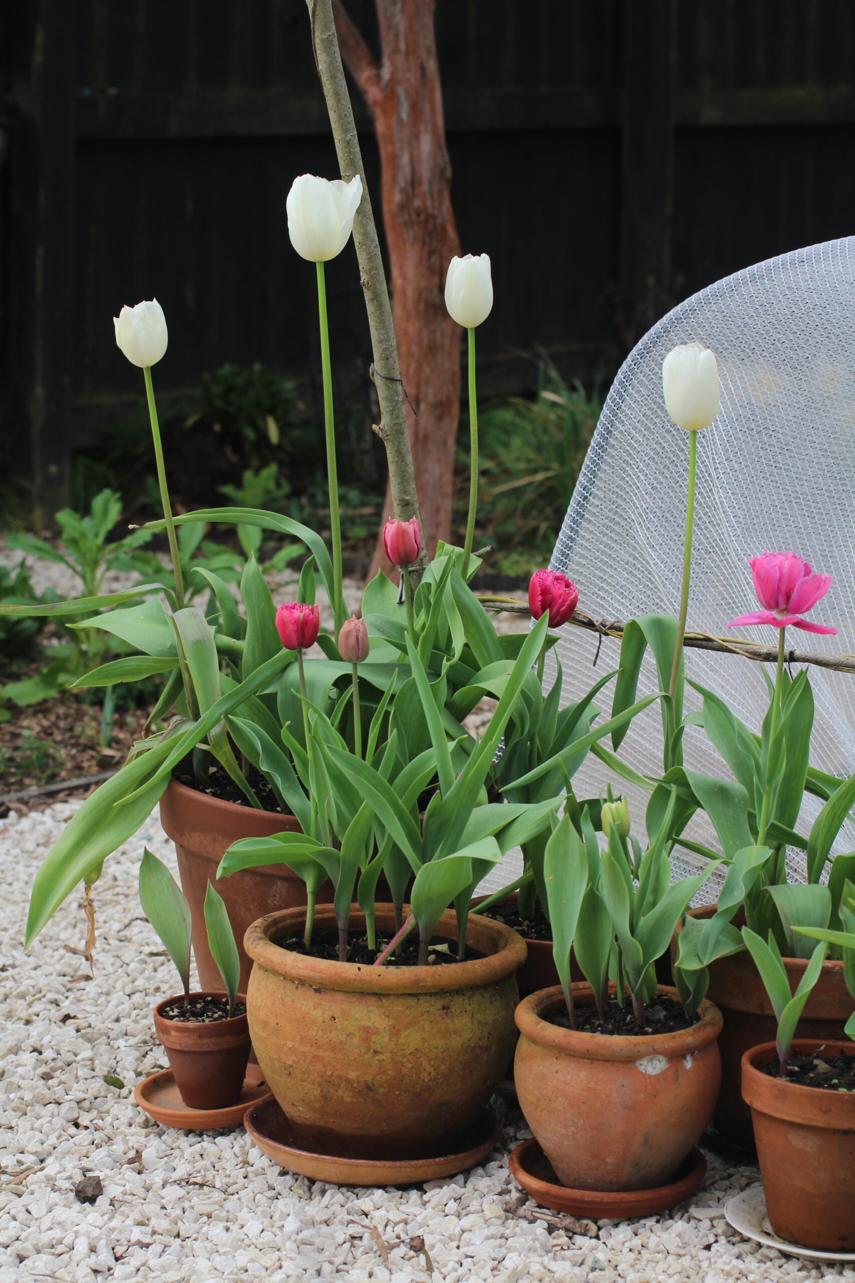 Autumn Gardening Series/Spring bulbs - Tulips in Pots Tulips in pots