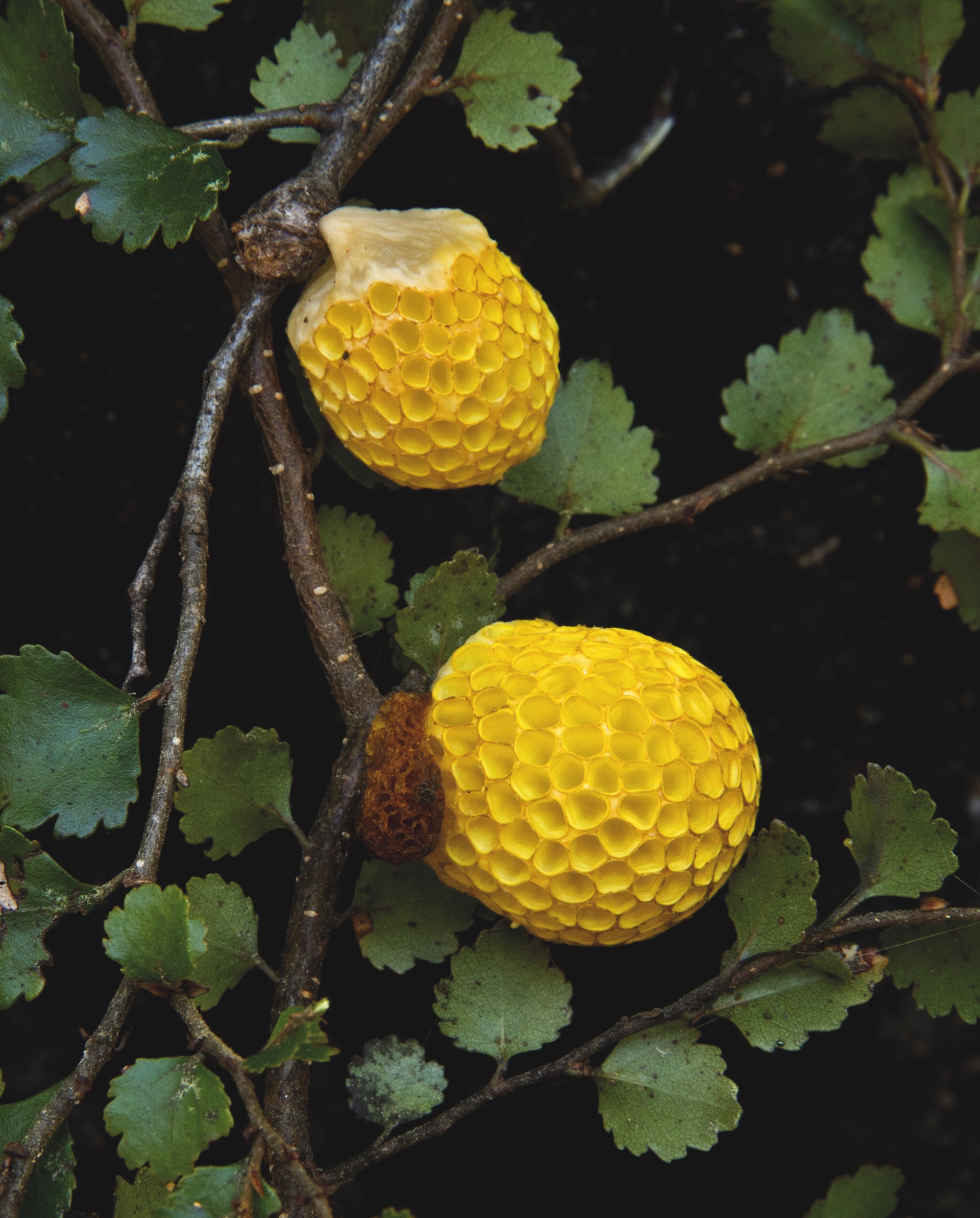 Beech Strawberry, Cyttaria gunnii, Rebecca Bowater