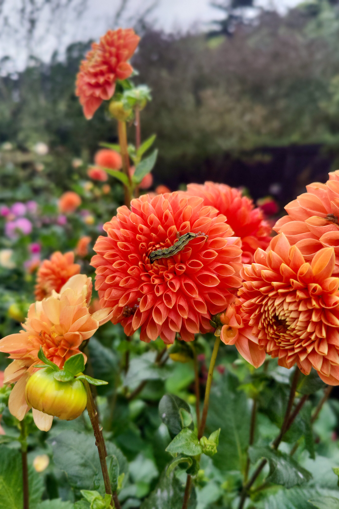 Autumn gardening series, dahlia - Caterpillar on Dahlia Caterpillar on Dahlia