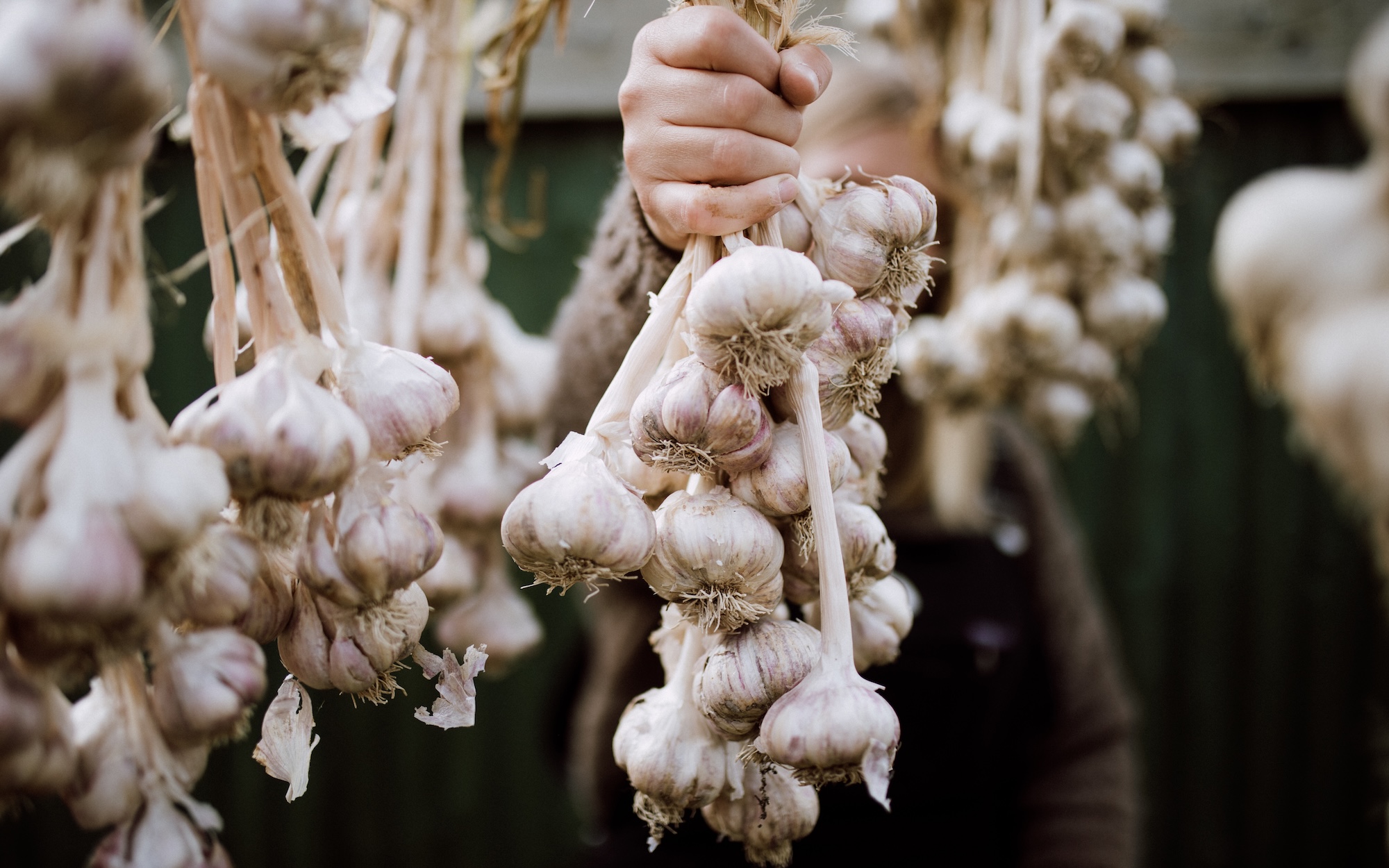 Gillian Swinton ‘The Good life’ - Growing Garlic