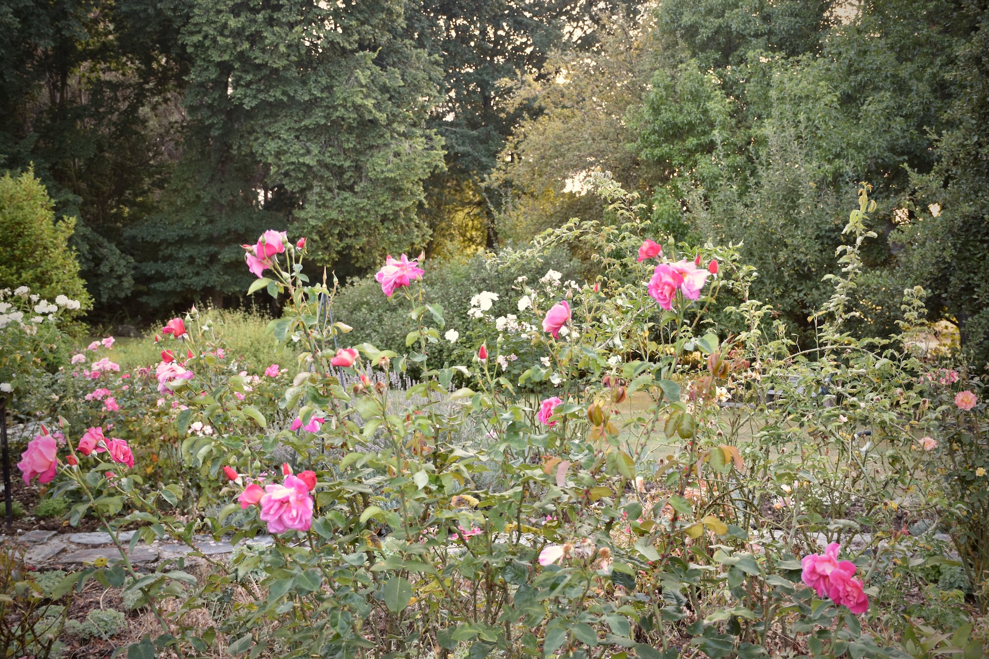 Secret Gardens - Crosshill Garden Secret Gardens - Crosshill Garden