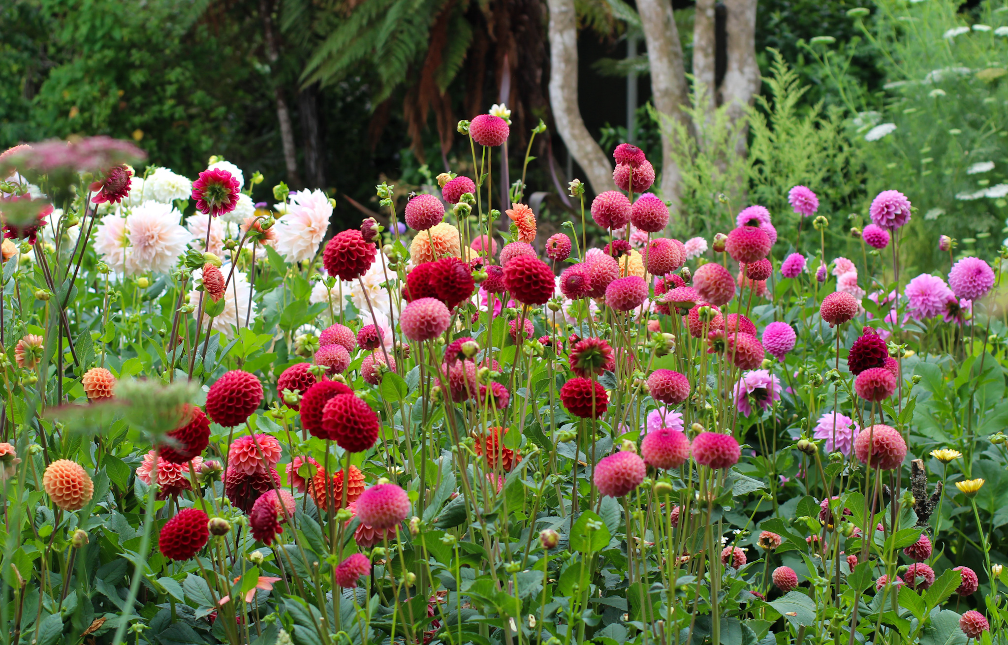 Dahlia border