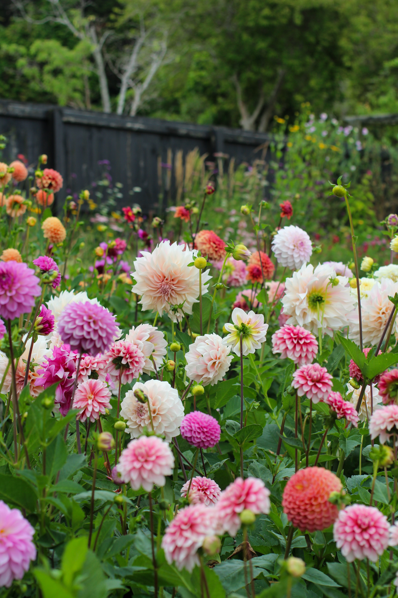 Autumn gardening series, dahlia - Dahlia Border in Autumn