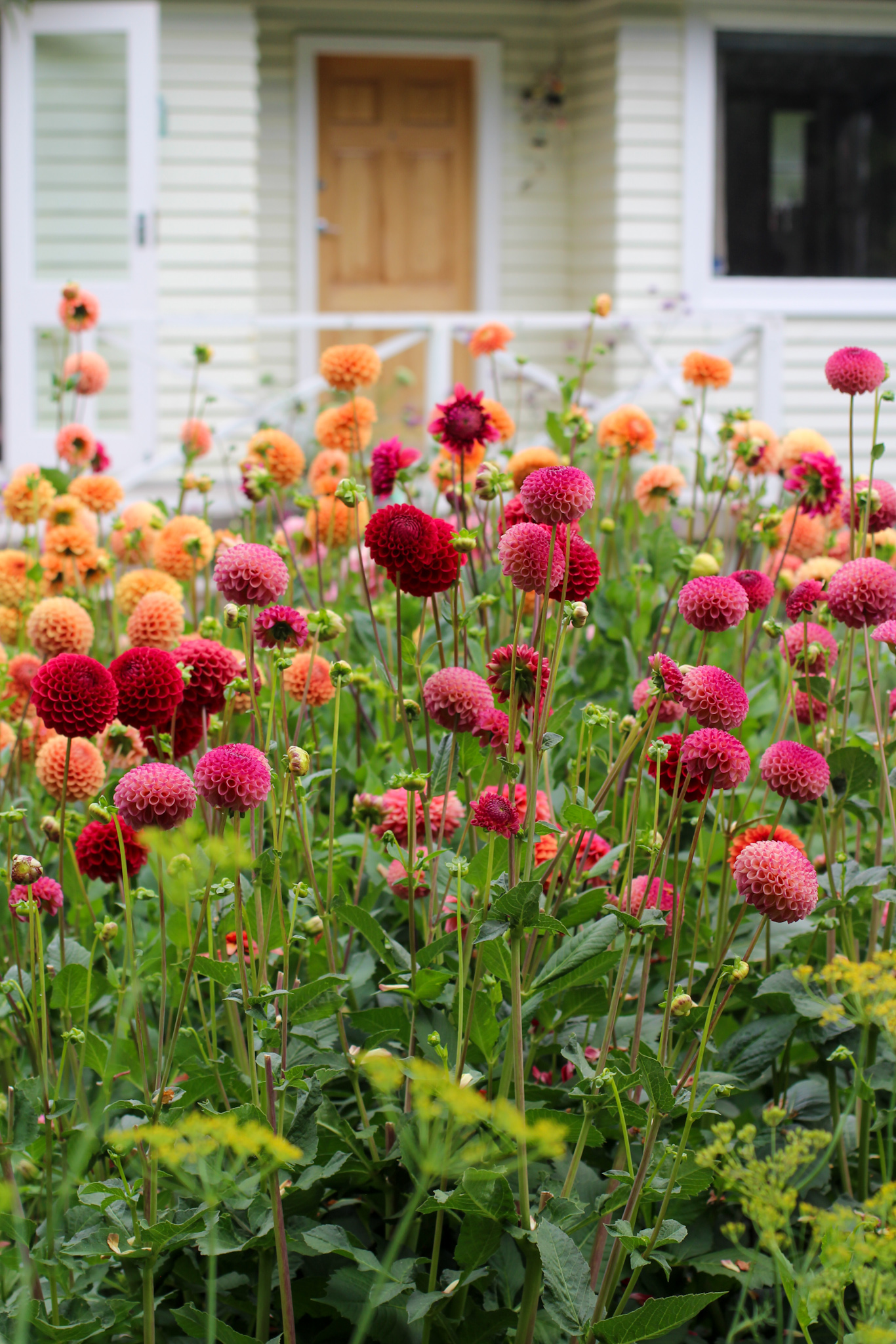 Autumn gardening series, dahlia - Dahlia Border in Autumn Dahlia Border in Autumn