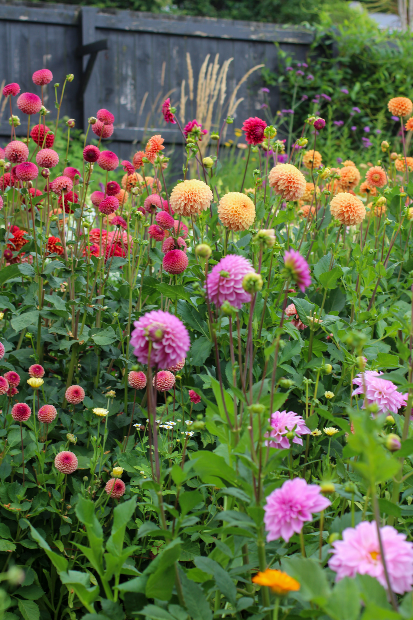 Autumn gardening series, dahlia - Dahlia Border in Autumn Dahlia Border in Autumn