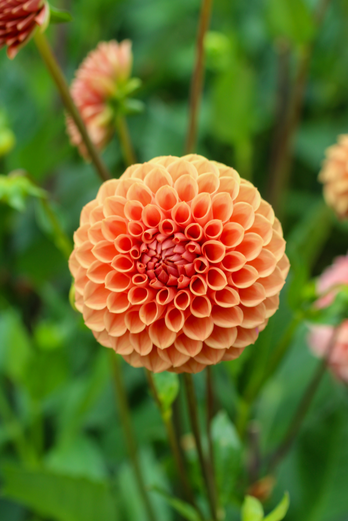 Autumn gardening series, dahlia - Dahlia 'Cornel Bronze' Dahlia 'Cornel Bronze'