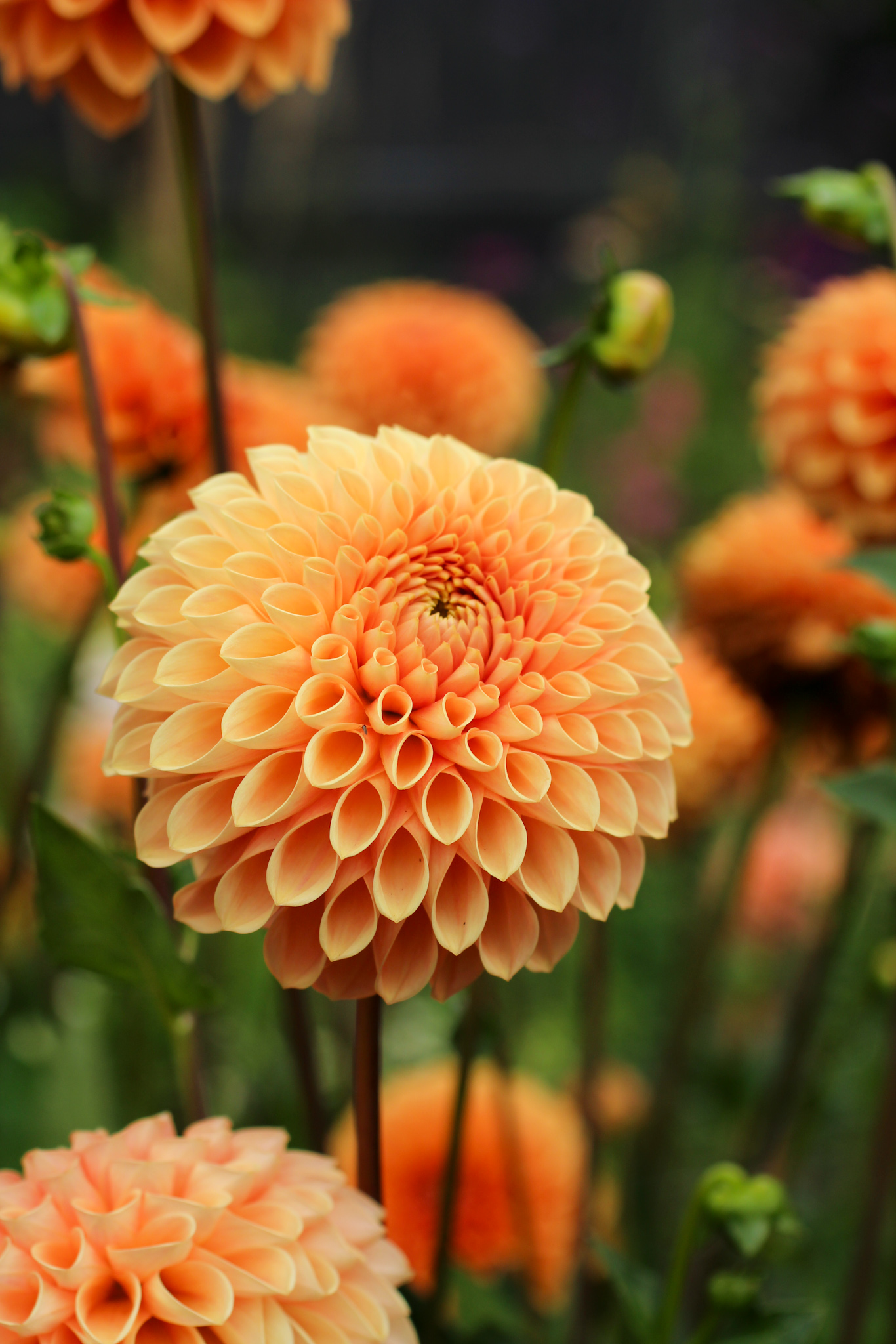 Autumn gardening series, dahlia - Dahlia 'Jowey Linda' Dahlia 'Jowey Linda'
