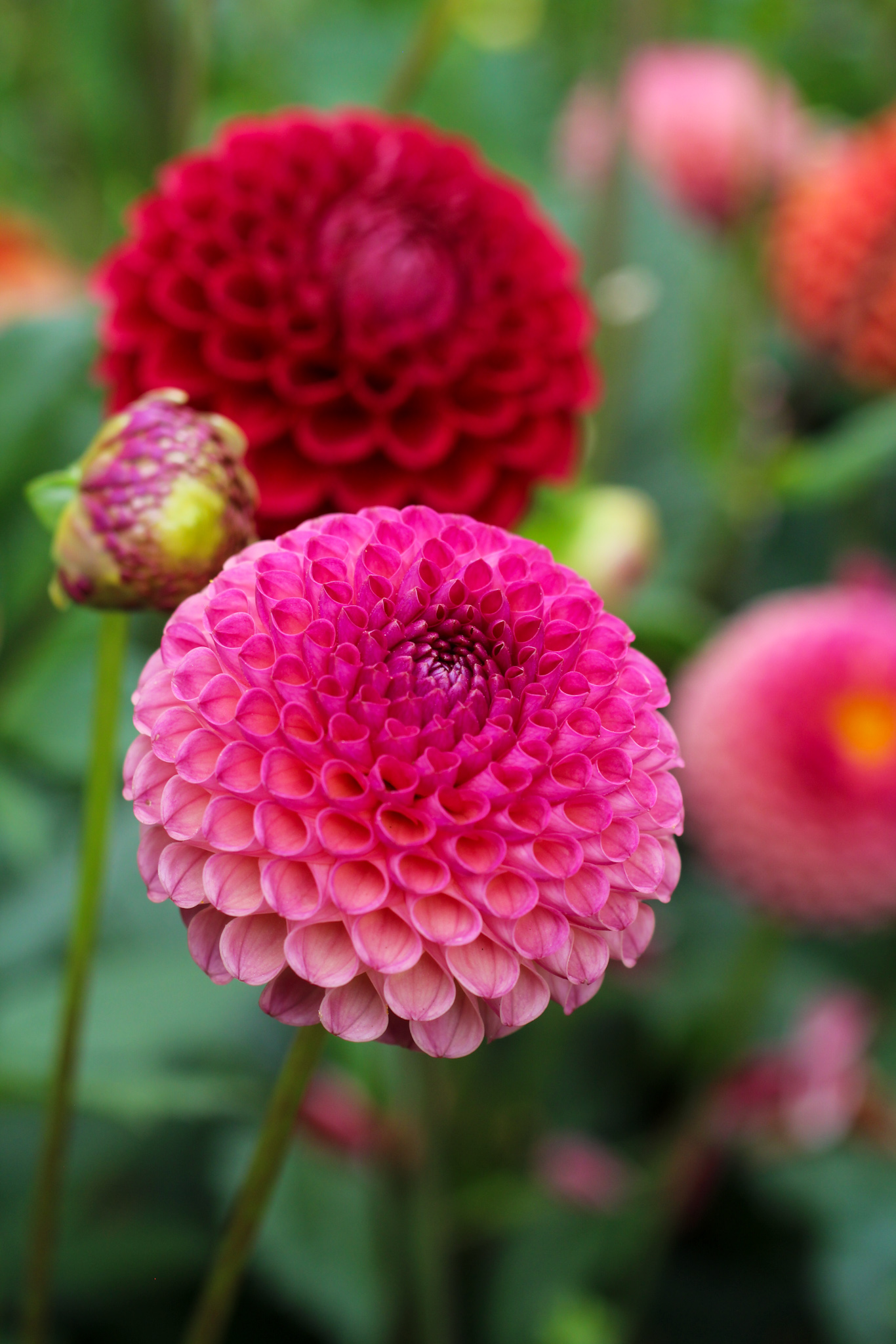Autumn gardening series, dahlia - Dahlia 'Kokopuff' Dahlia 'Kokopuff'