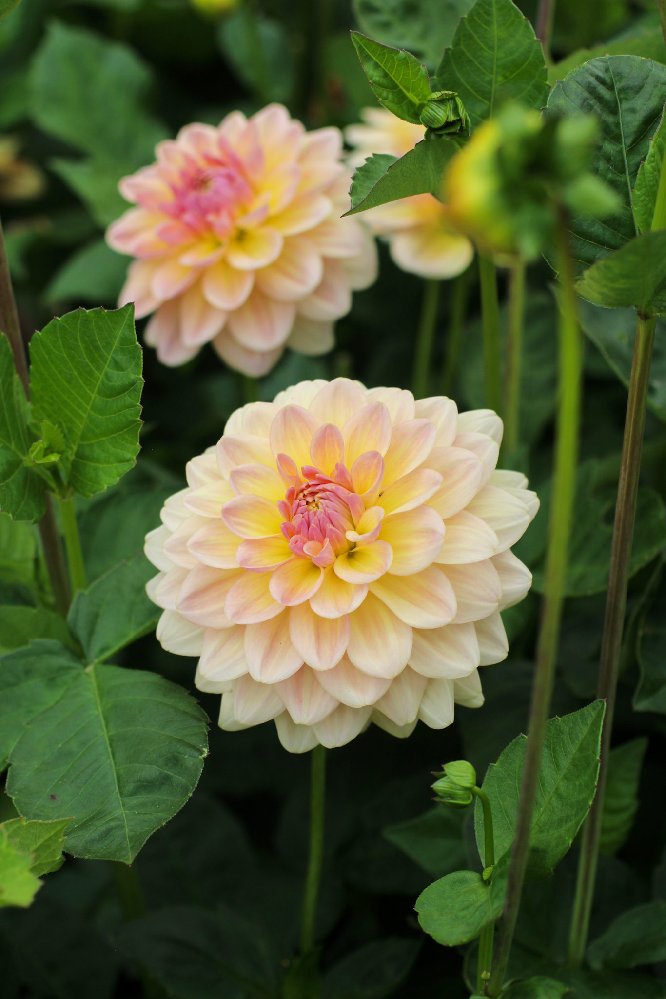 Autumn gardening series, dahlia - Dahlia 'Maya' Dahlia 'Maya'