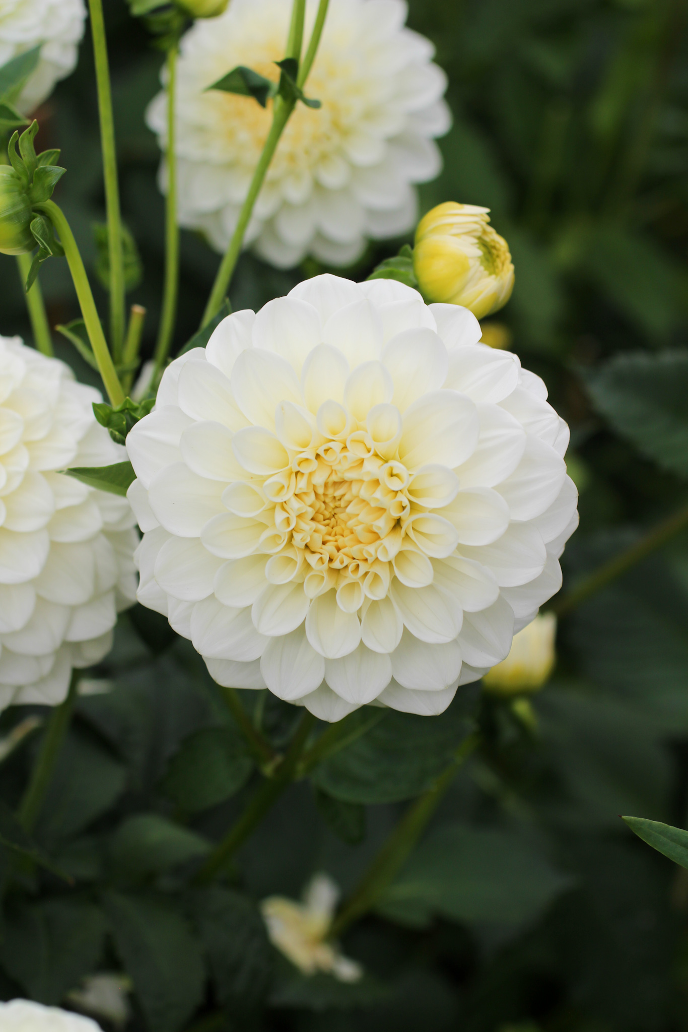 Autumn gardening series, dahlia - Dahlia 'Snowdream' Dahlia 'Snowdream'