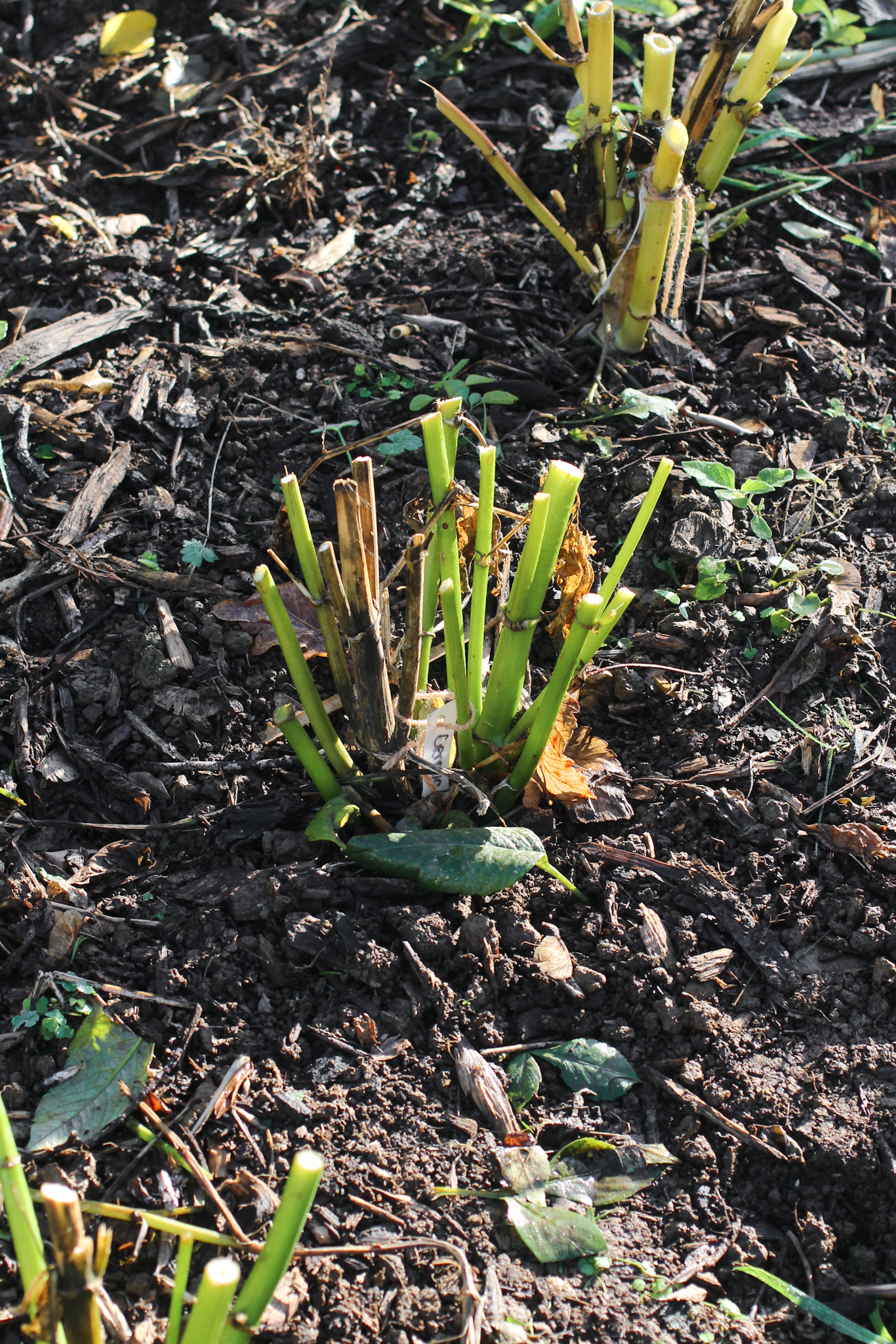 Autumn gardening series, dahlia - Dahlias cut back before digging Dahlias cut back before digging