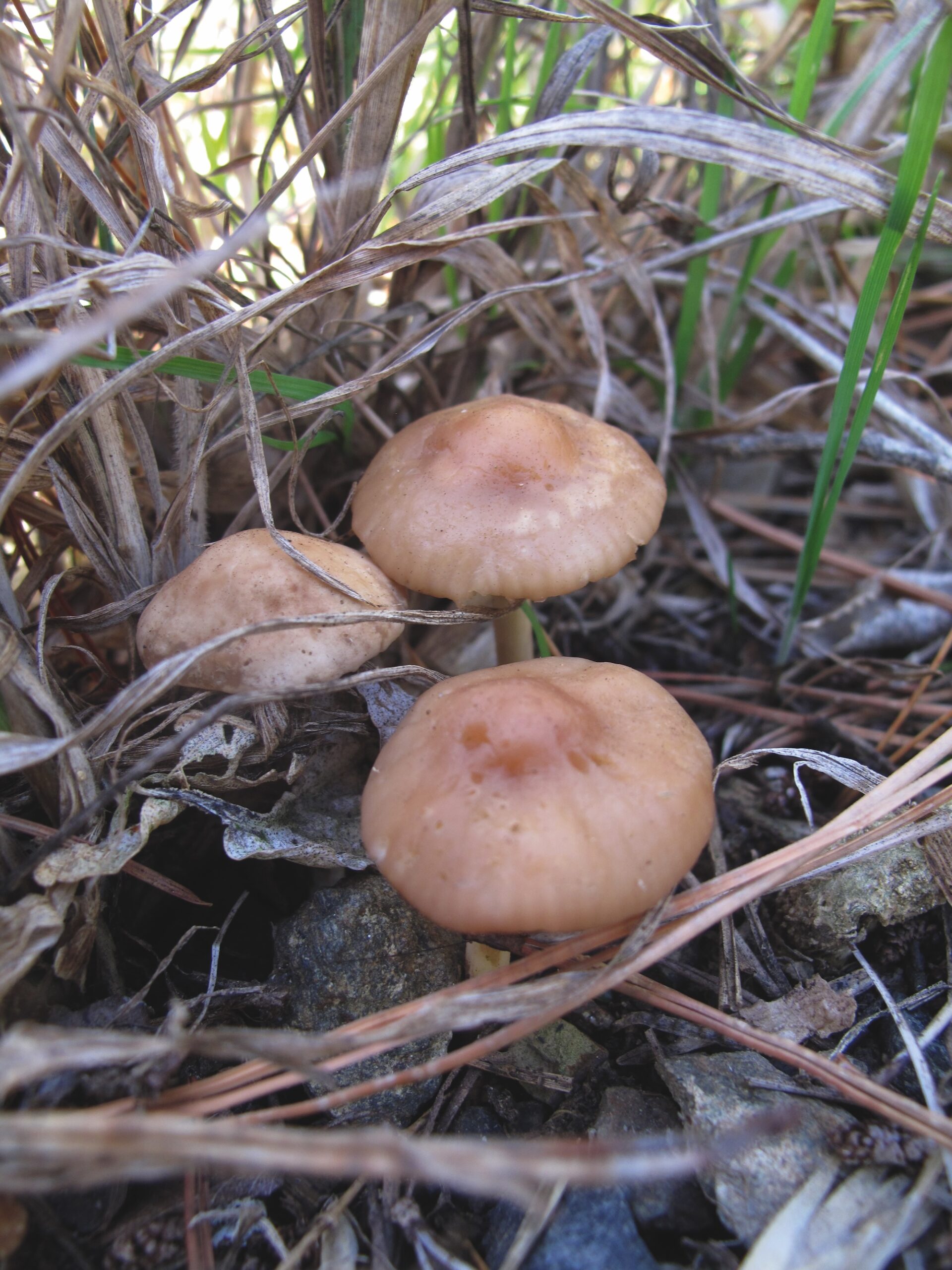 Fungi of Aotearoa NZ - Fairy Ring ChampignonMarasmius oreades, Ruben Mita Fairy Ring ChampignonMarasmius oreades, Ruben Mita copy