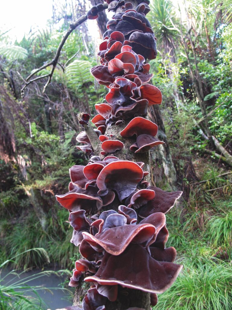 Hakeke, Auricularia cornea, Ruben Mita