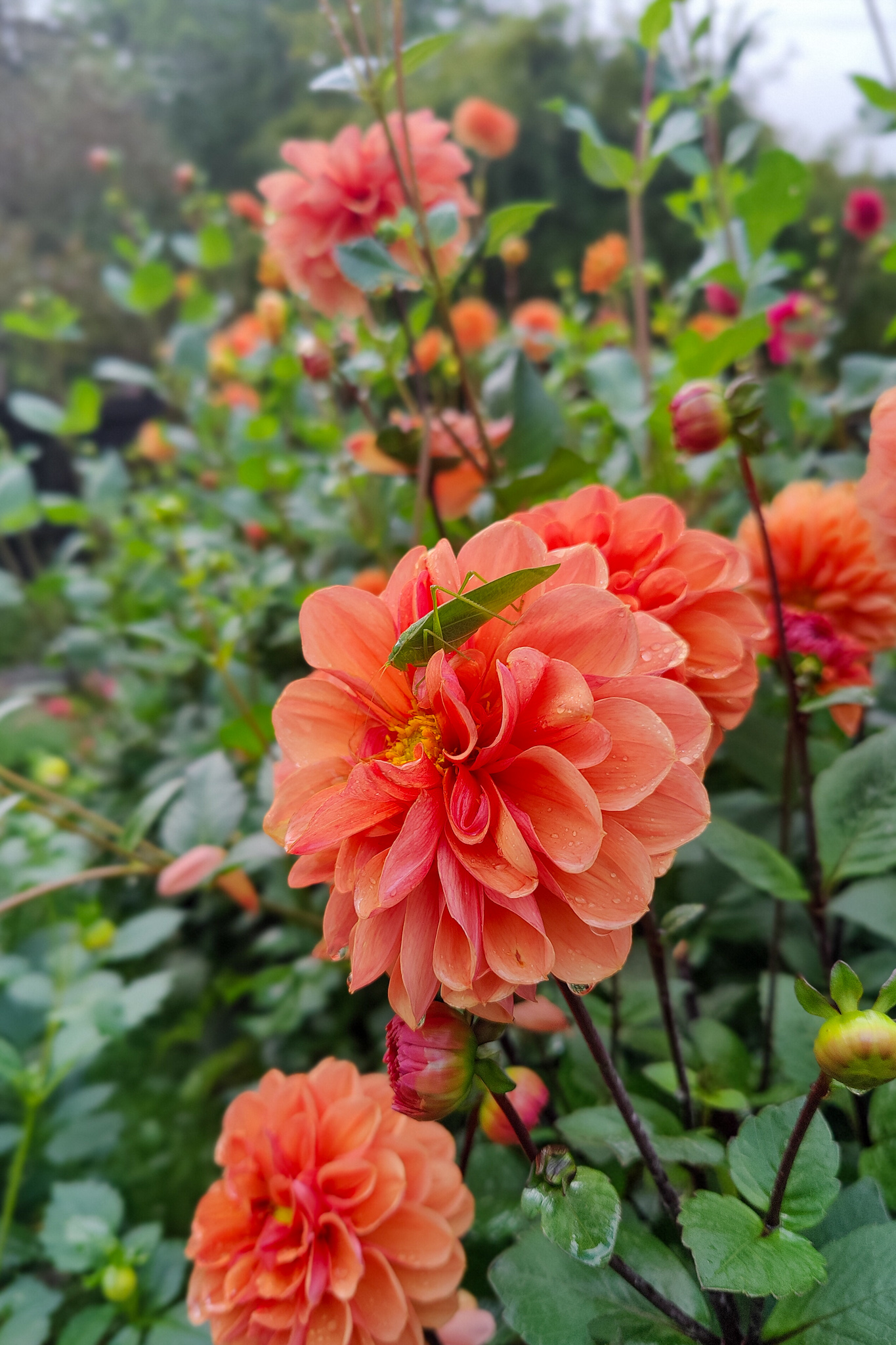 Autumn gardening series, dahlia - Katydid on Dahlia Katydid on Dahlia