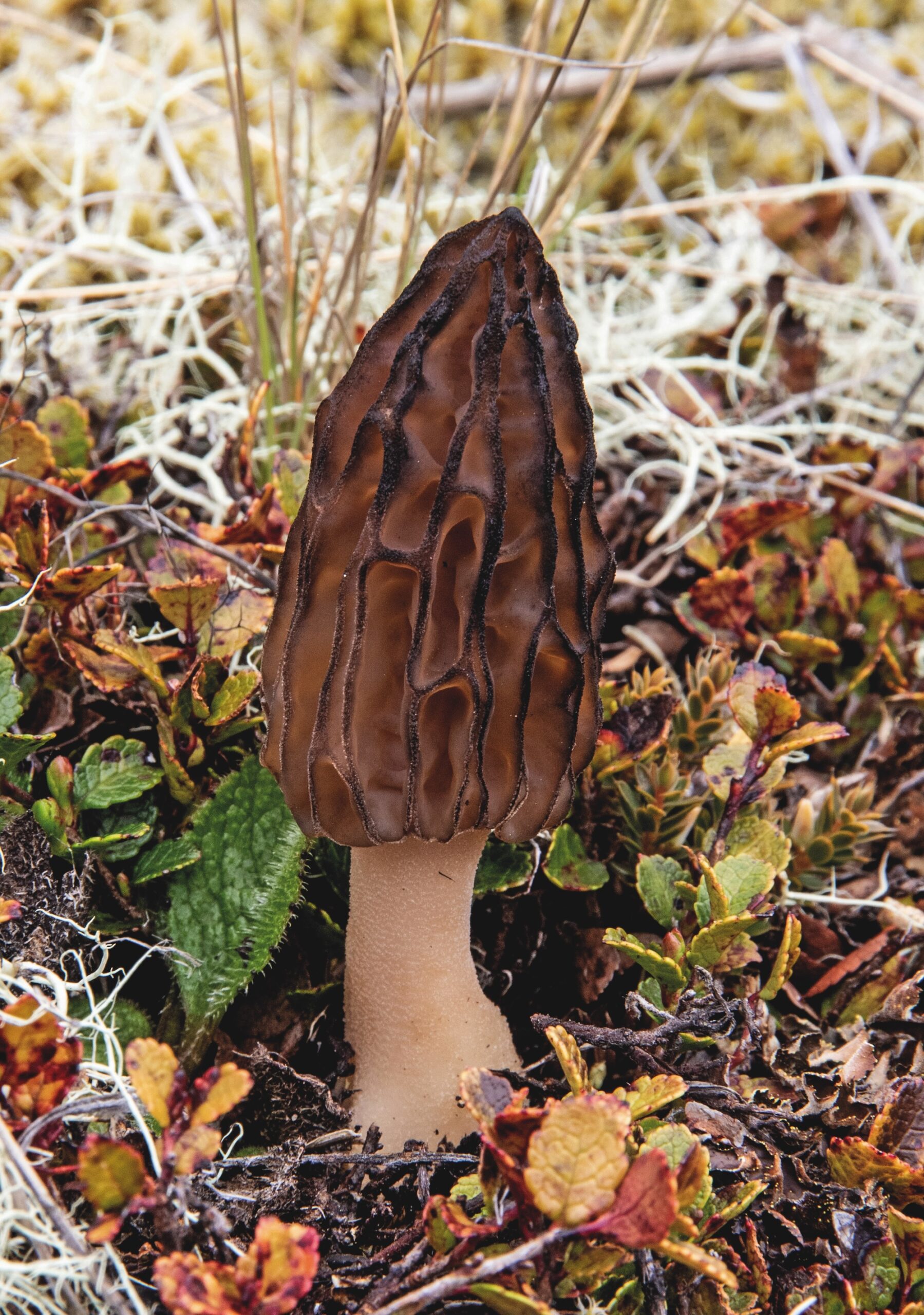 Fungi of Aotearoa NZ - Morchella sp, Rebecca Bowater Morchella sp, Rebecca Bowater