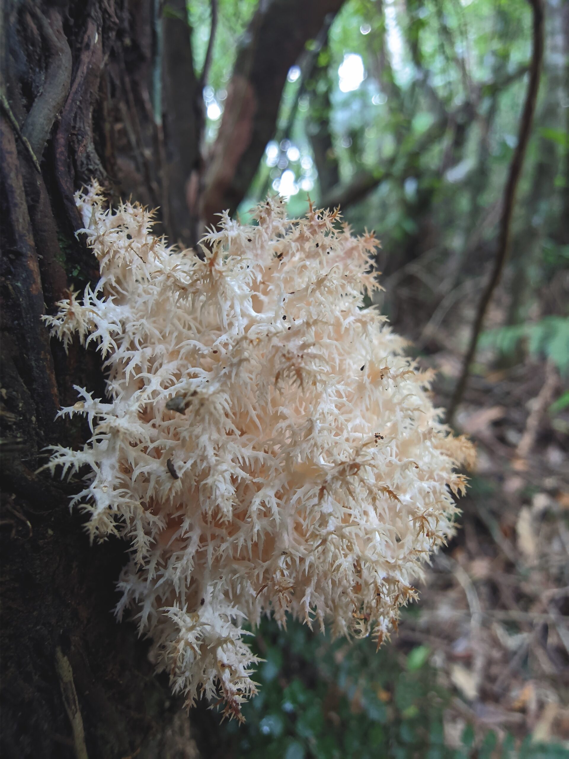 Fungi of Aotearoa NZ - Pekepeke-Kiore, Hericium novae-zealandiae, Mark Stirling Pekepeke-Kiore, Hericium novae-zealandiae, Mark Stirling