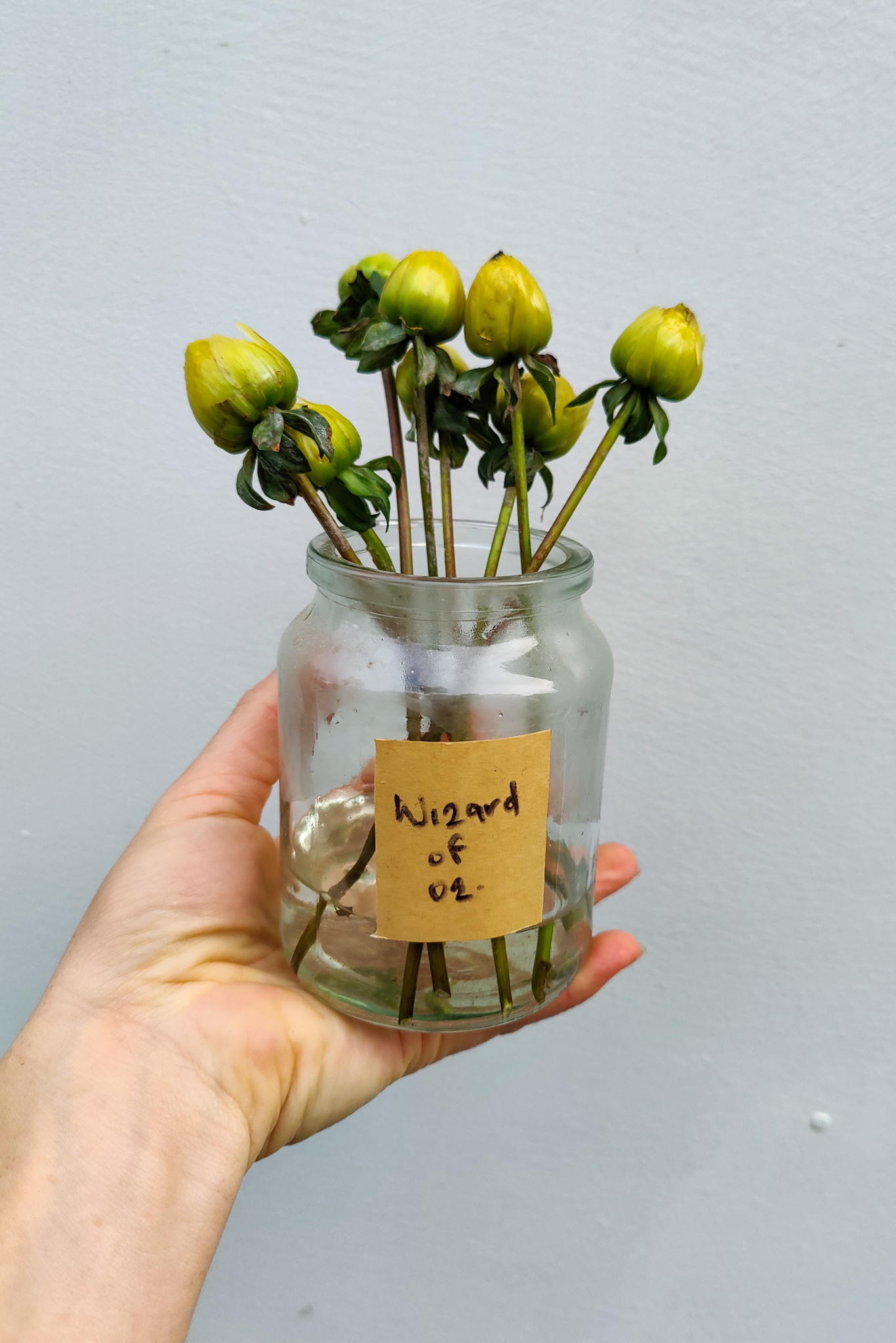 Autumn gardening series, dahlia - Saving Dahlia Seeds Saving dahlia seeds