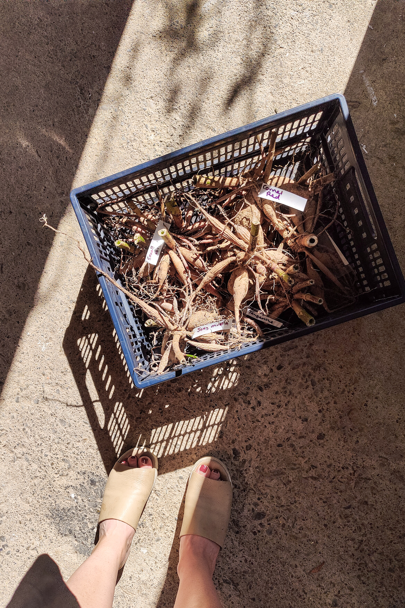 Autumn gardening series, dahlia - Storing tubers in crate Storing tubers in crate