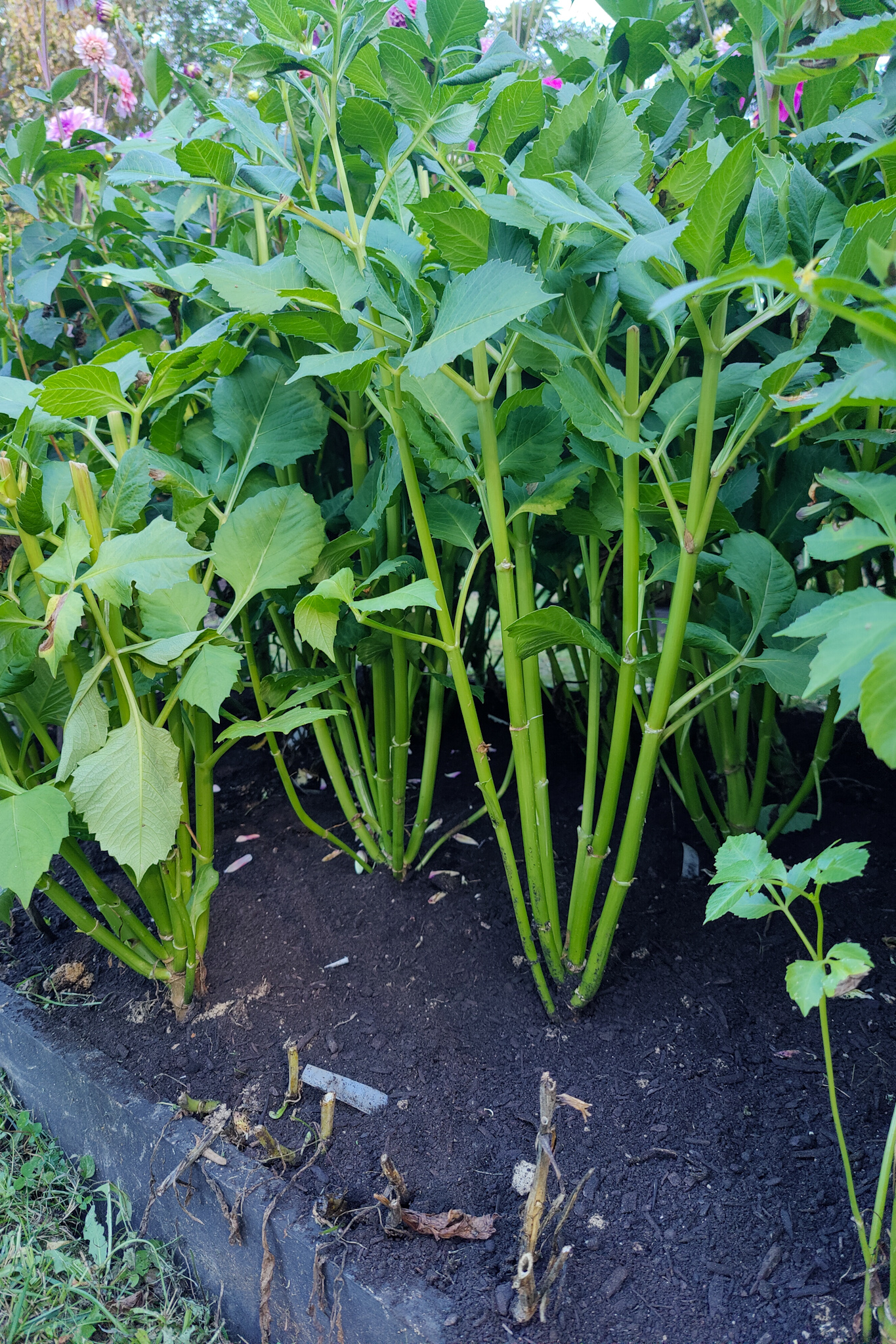 Autumn gardening series, dahlia - Strip lower leaves to promote airflow and remove powdery mildew Strip lower leaves to promote airflow and remove powdery mildew