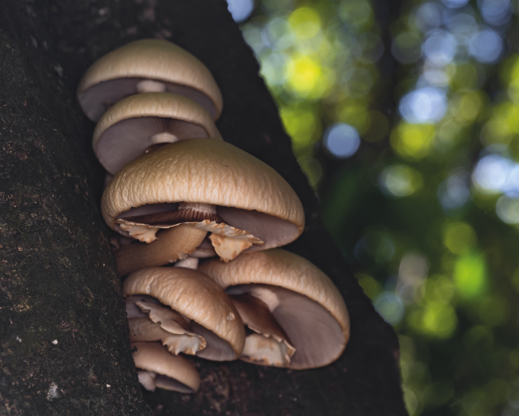 Fungi of Aotearoa NZ - Tawaka, Cyclocybe parasitica, Tyler McBeth Tawaka, Cyclocybe parasitica, Tyler McBeth