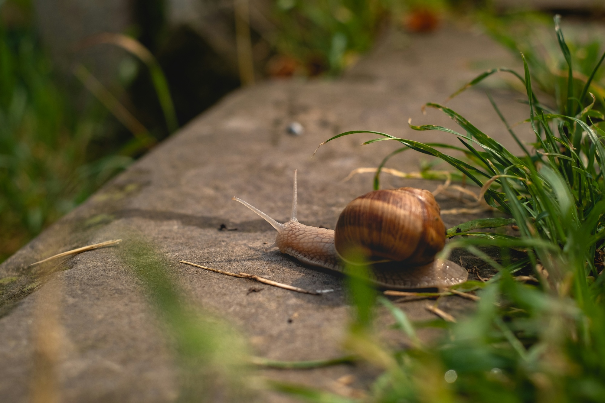 The Good Slug Guide by Jo Kirby