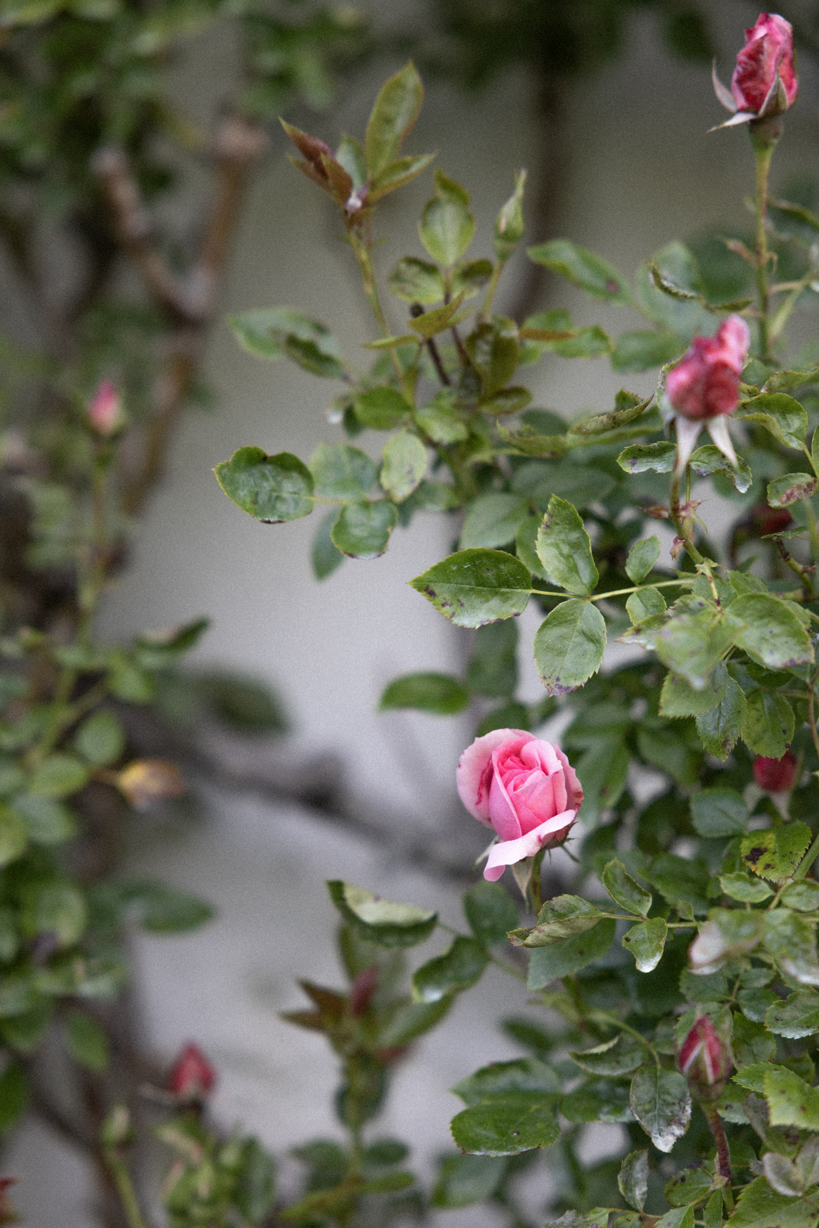 Air BnB, Ryan’s Cottage, Otago NZ