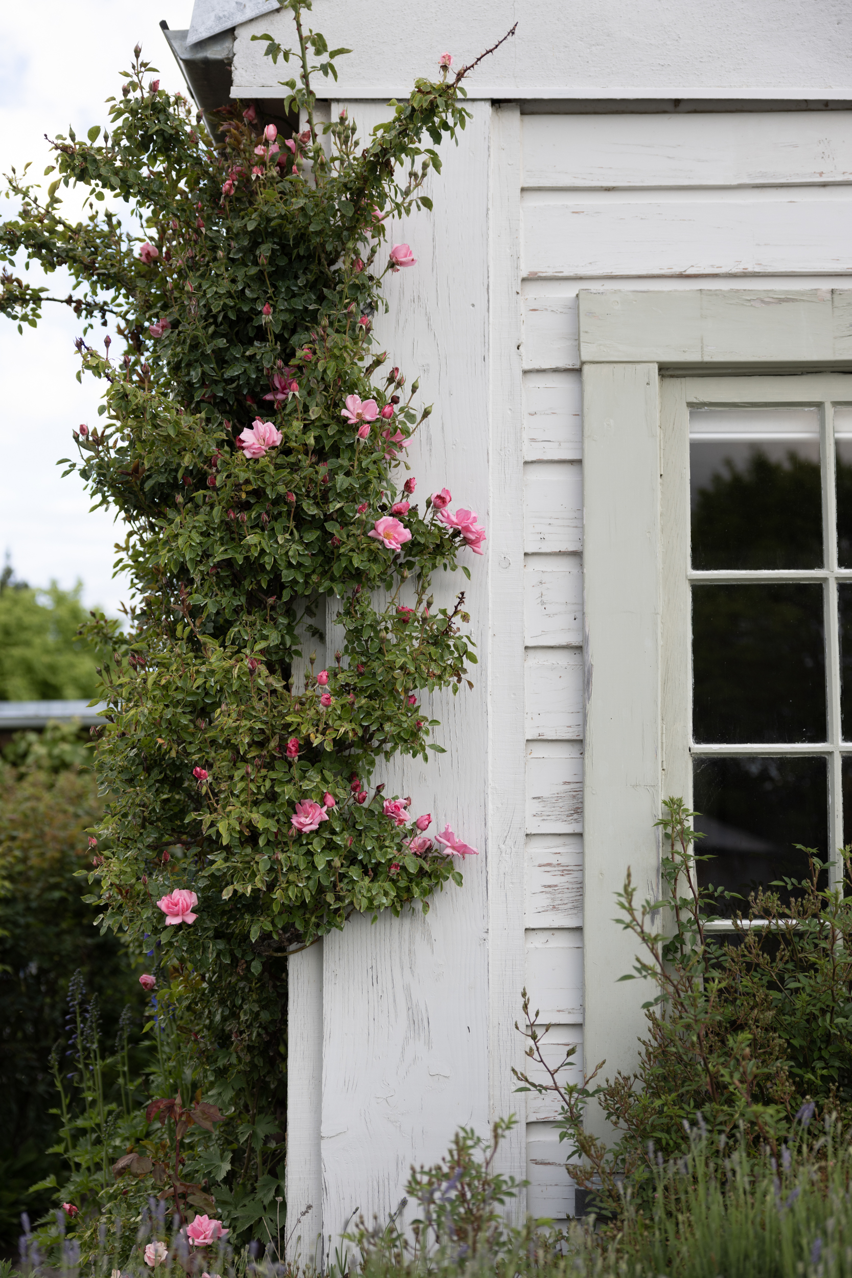 Air BnB, Ryan’s Cottage, Otago NZ
