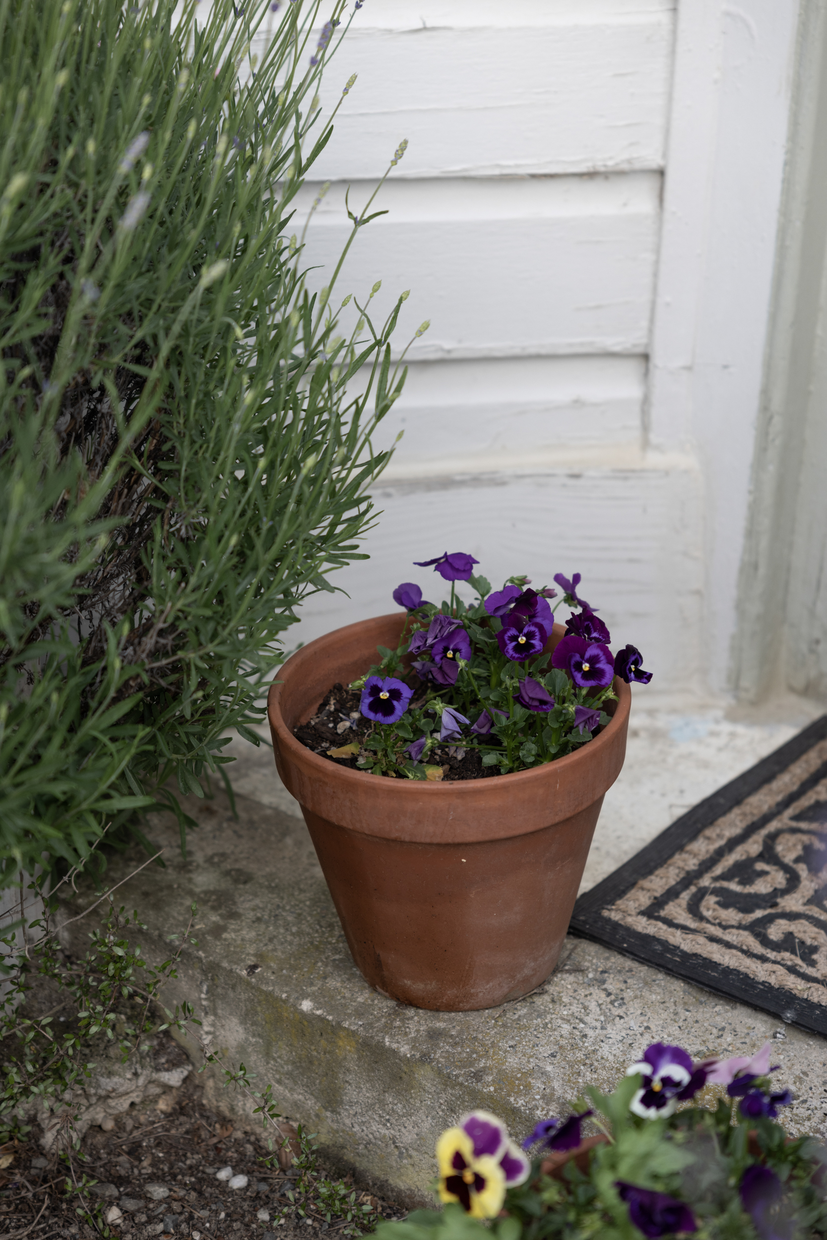 Terracotta pot with purple pansies