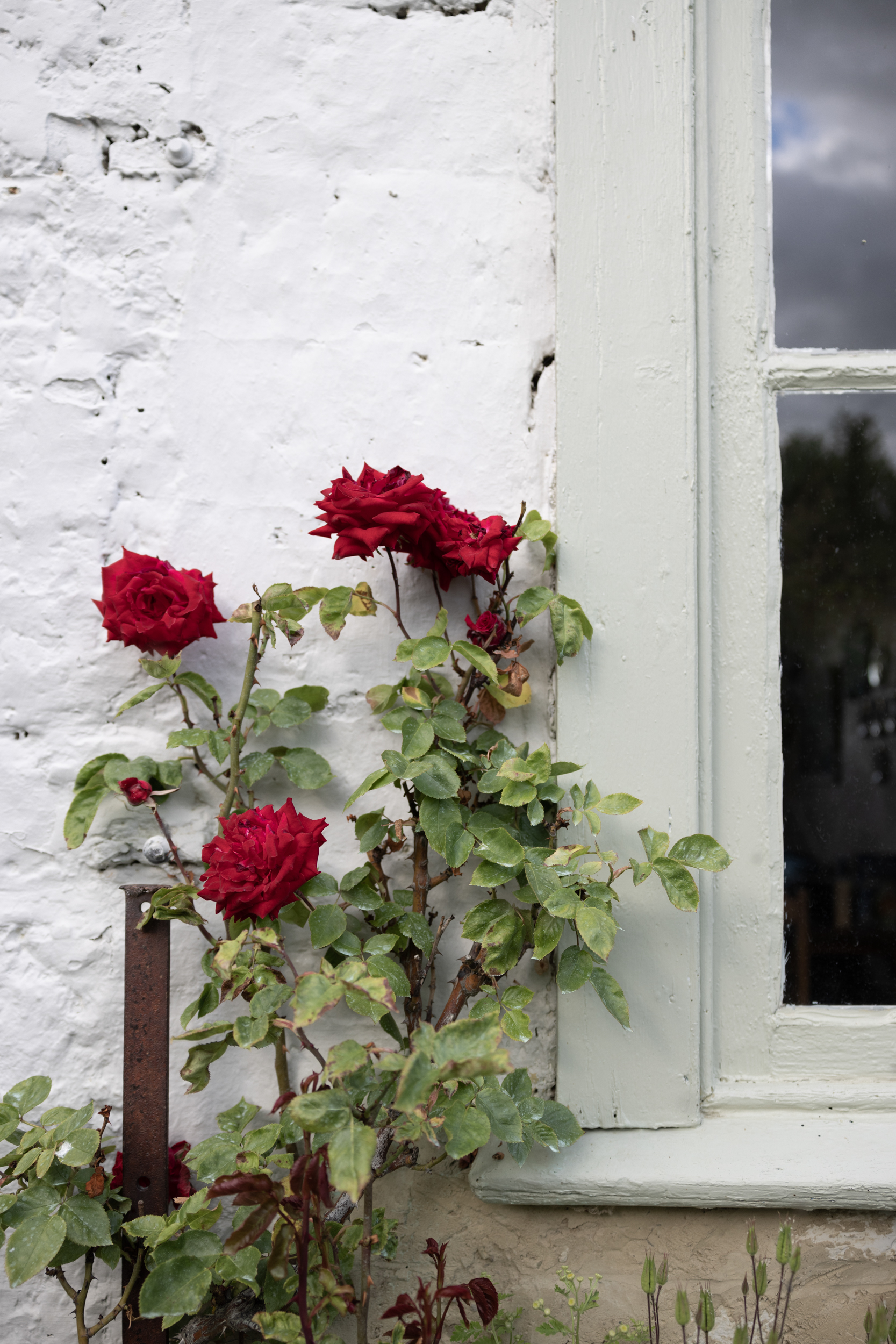 Air BnB, Ryan’s Cottage, Otago NZ