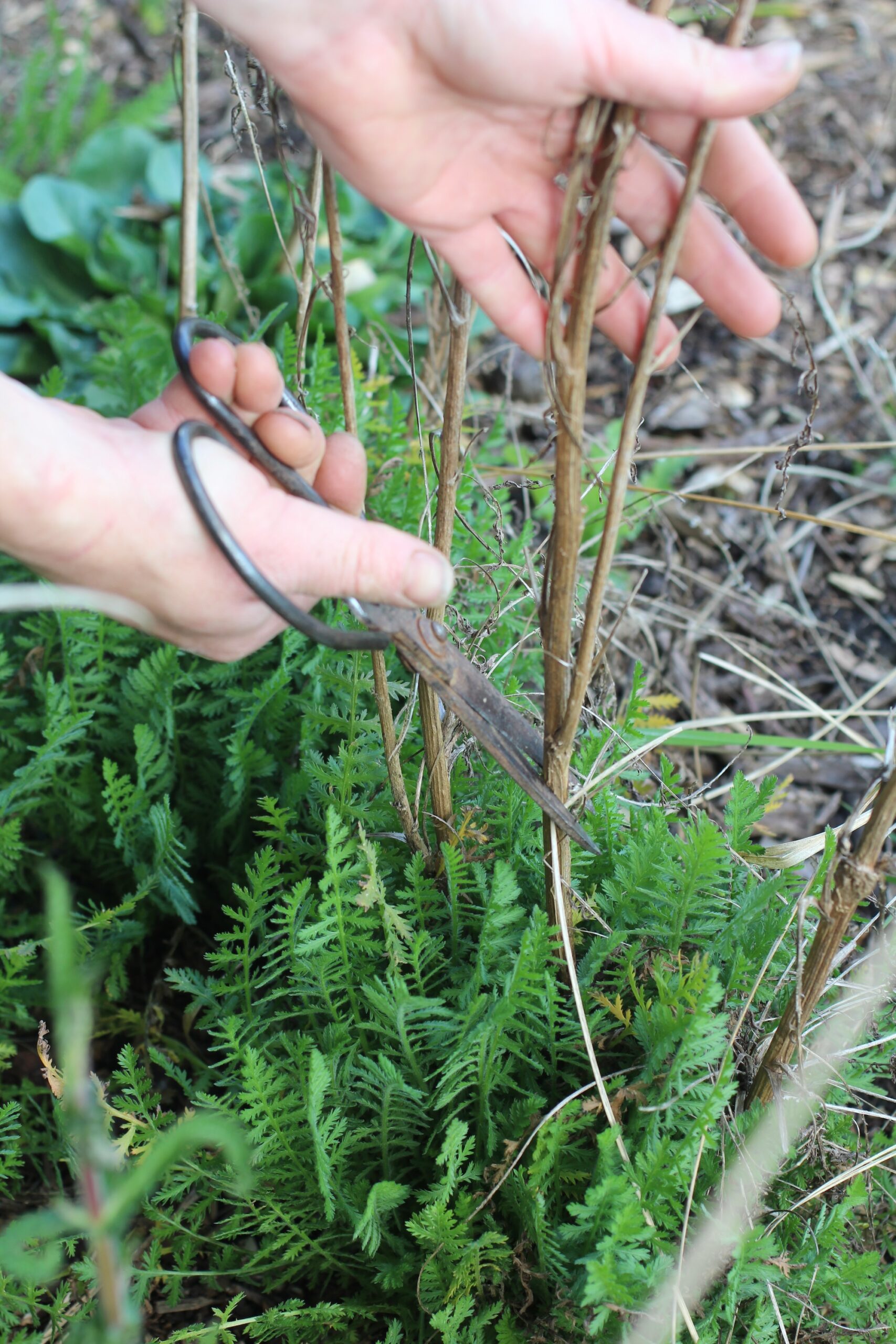 Cut all dead material away from herbaceous perennials leaving basal foliage