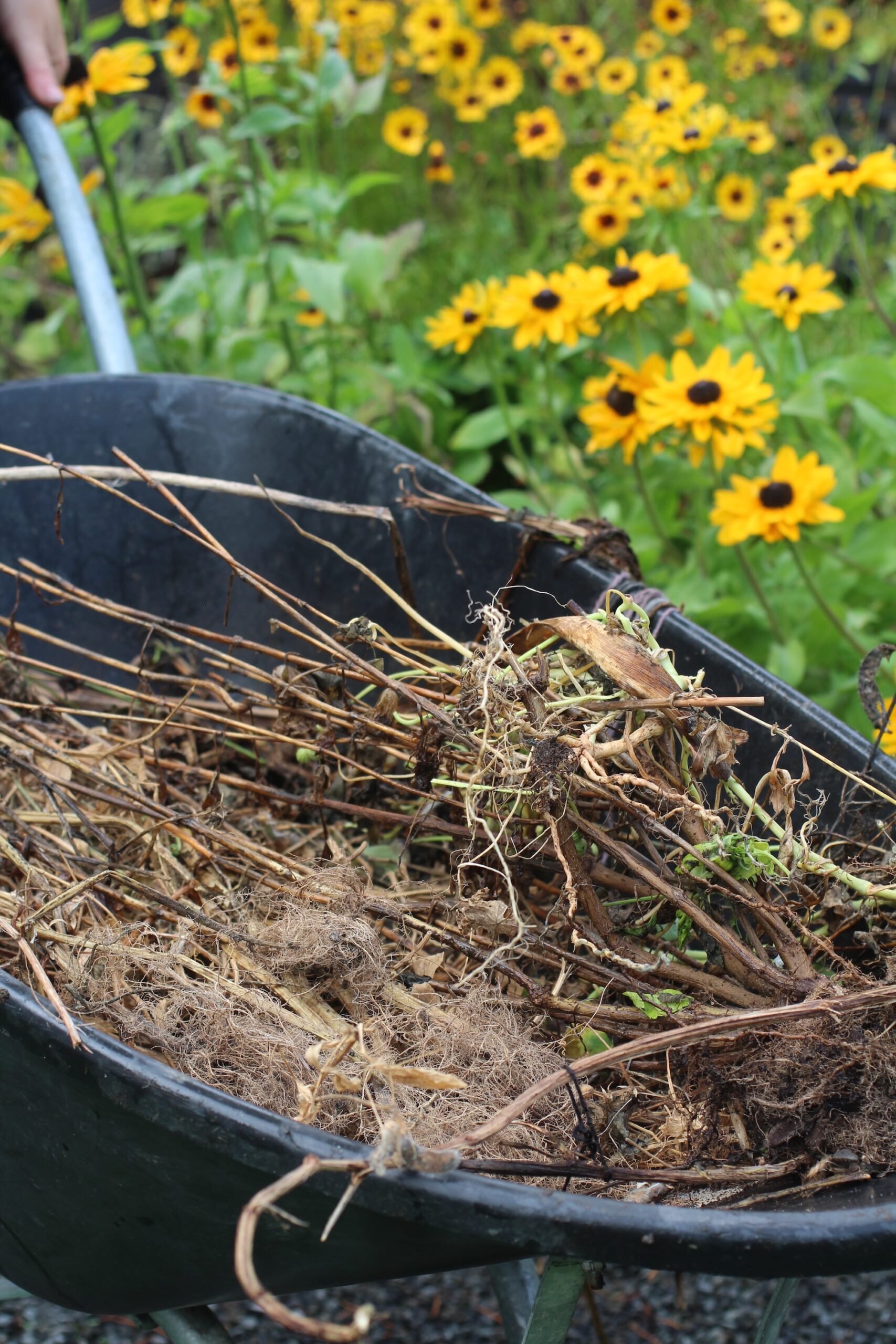 Cutting back perennials_
