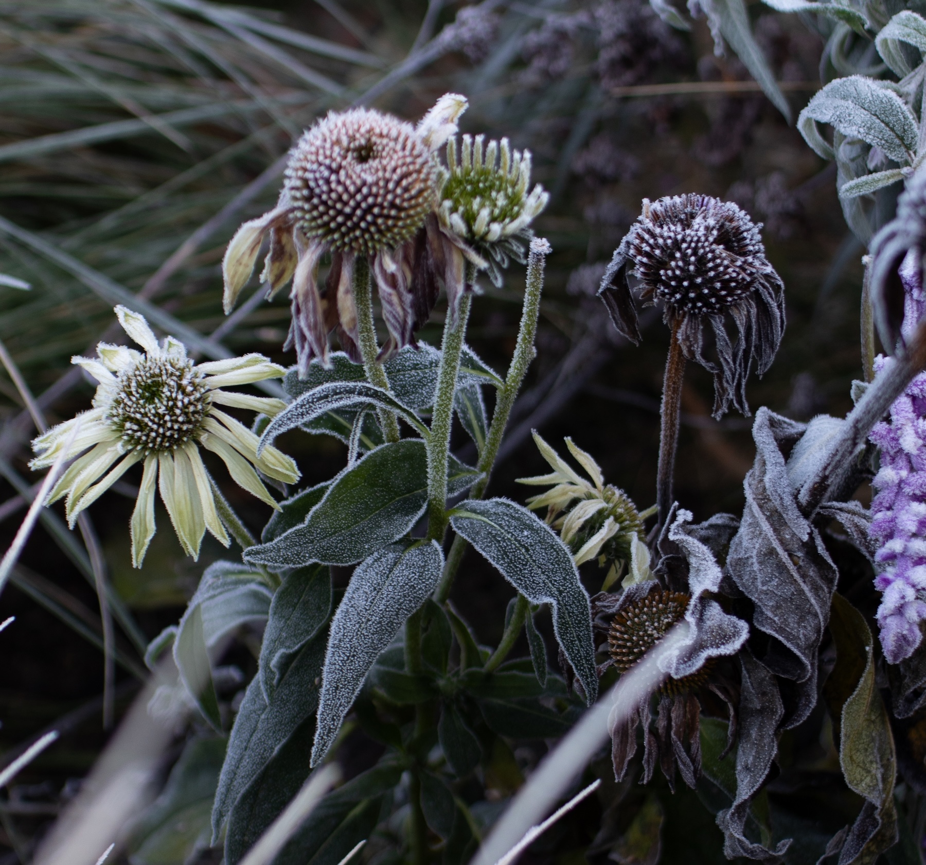 Frosty echinacea