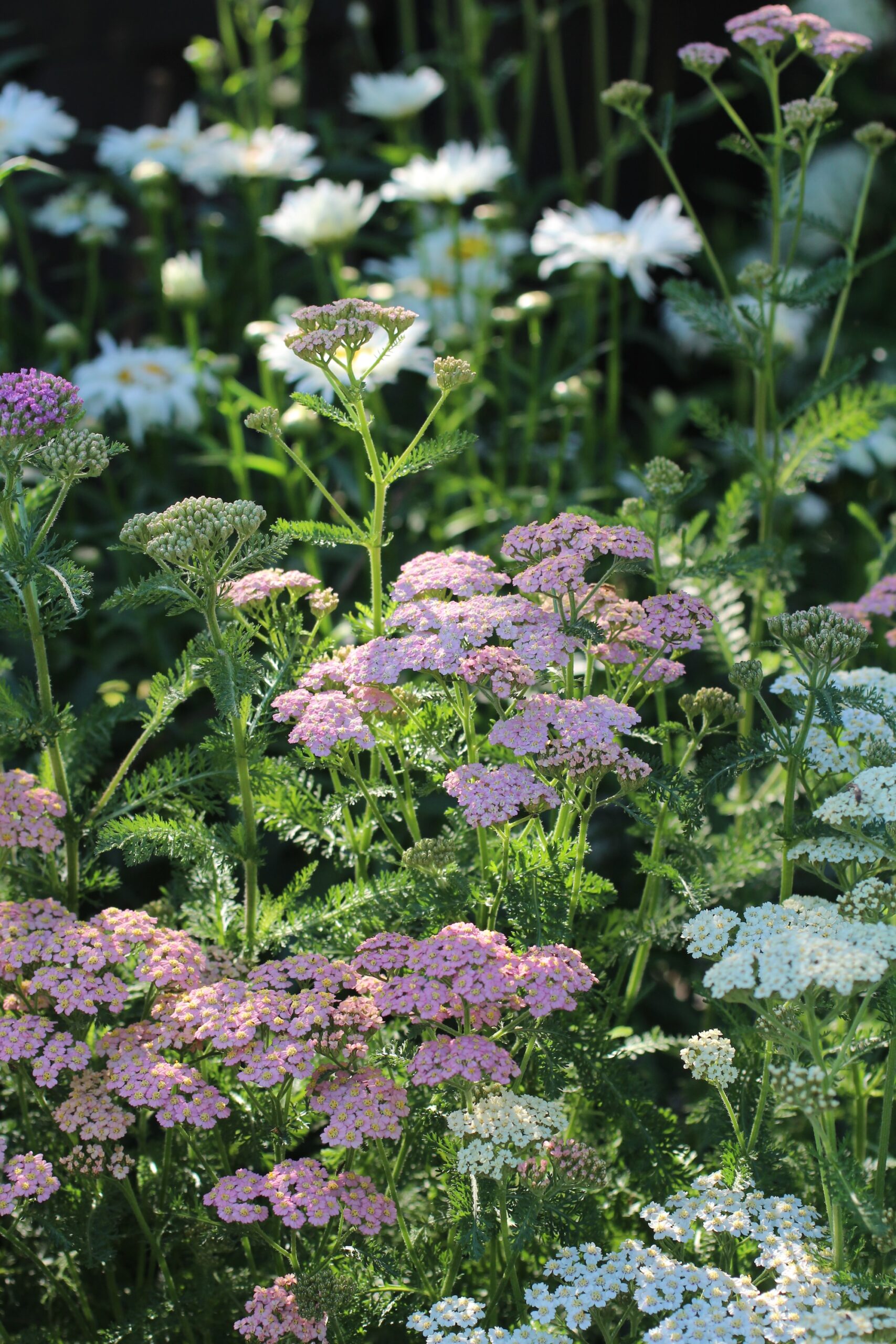 Herbaceous perennials like Achillea can be planted in autumn