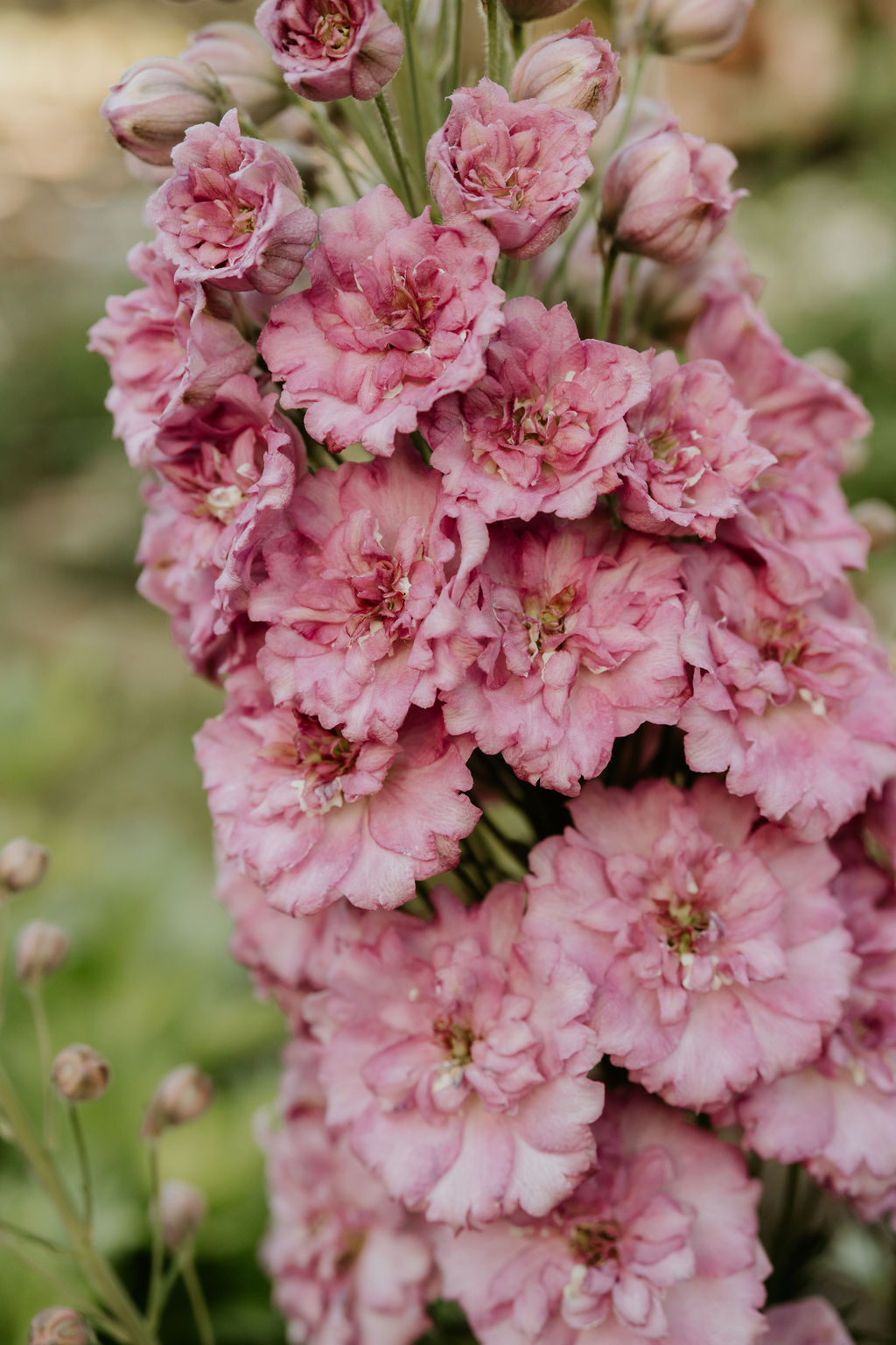 Tyntesfield Blooms - Jo Ensor Tyntesfield Blooms