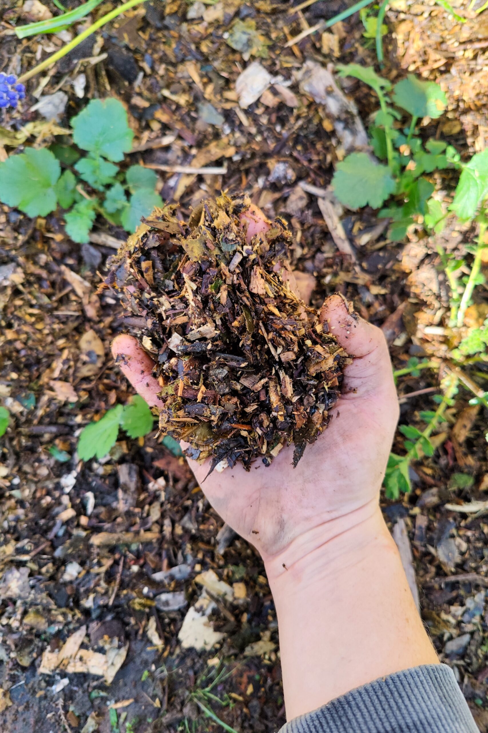 Mulch to protect soil and give a tidy look