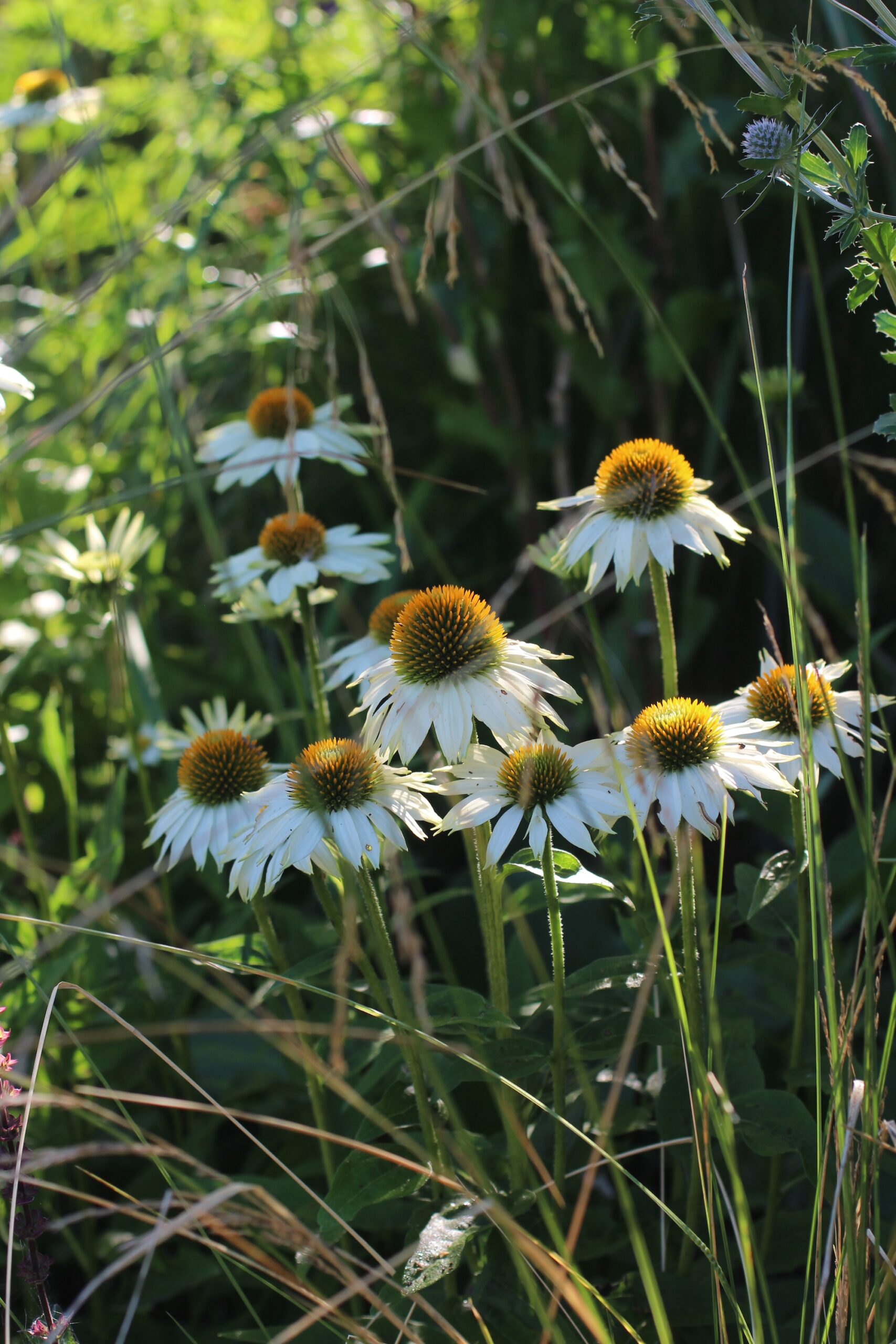 Plant echinacea in the Autumn before it enters dormancy