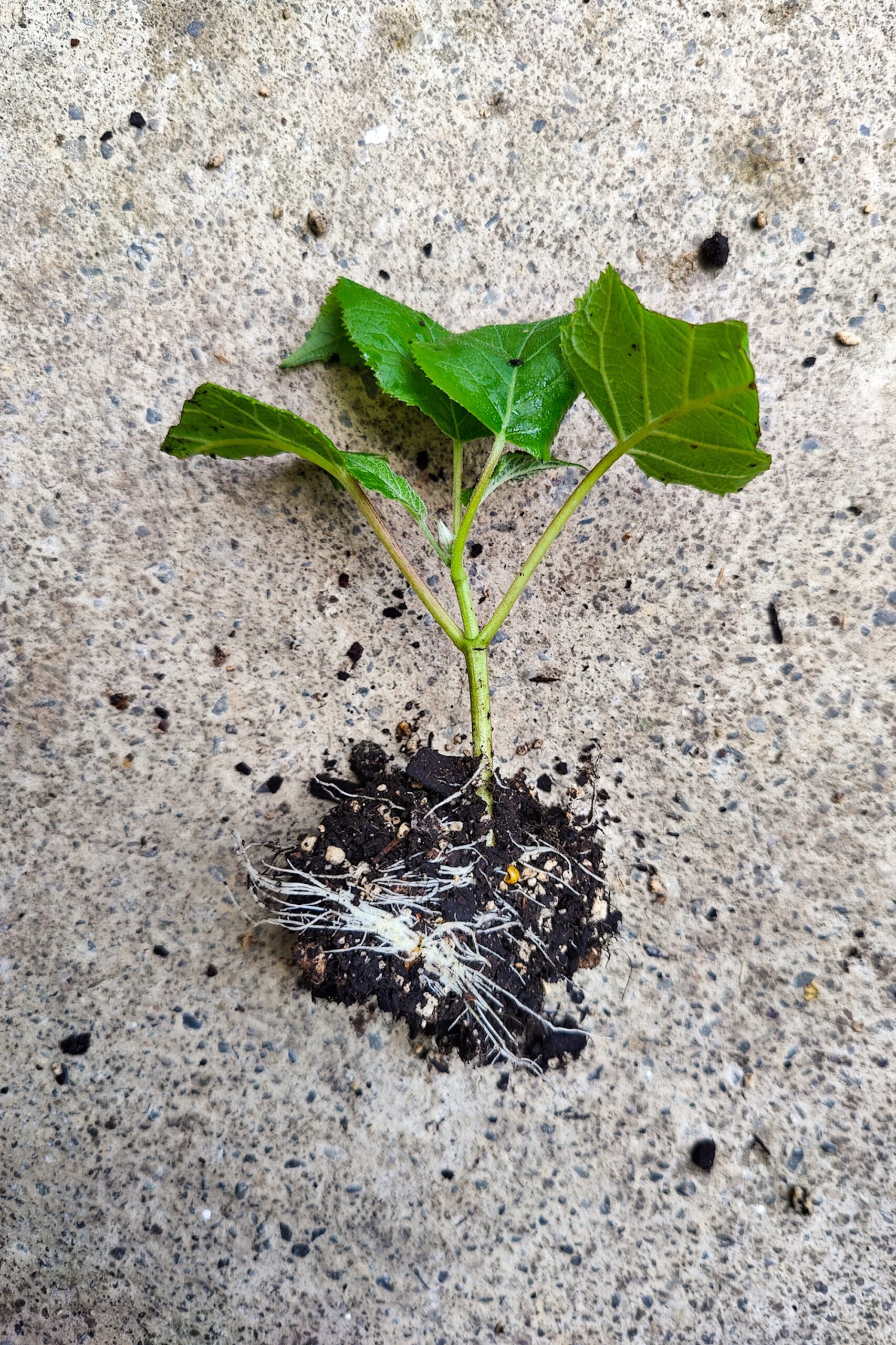 Rooted hydrangea cutting